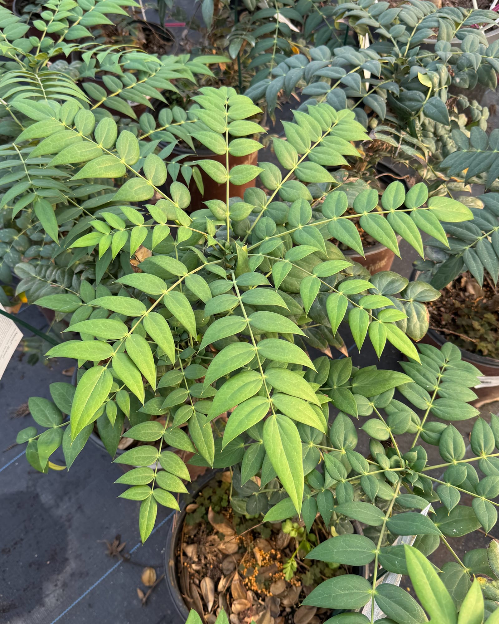 Marvel Mahonia - Main Image