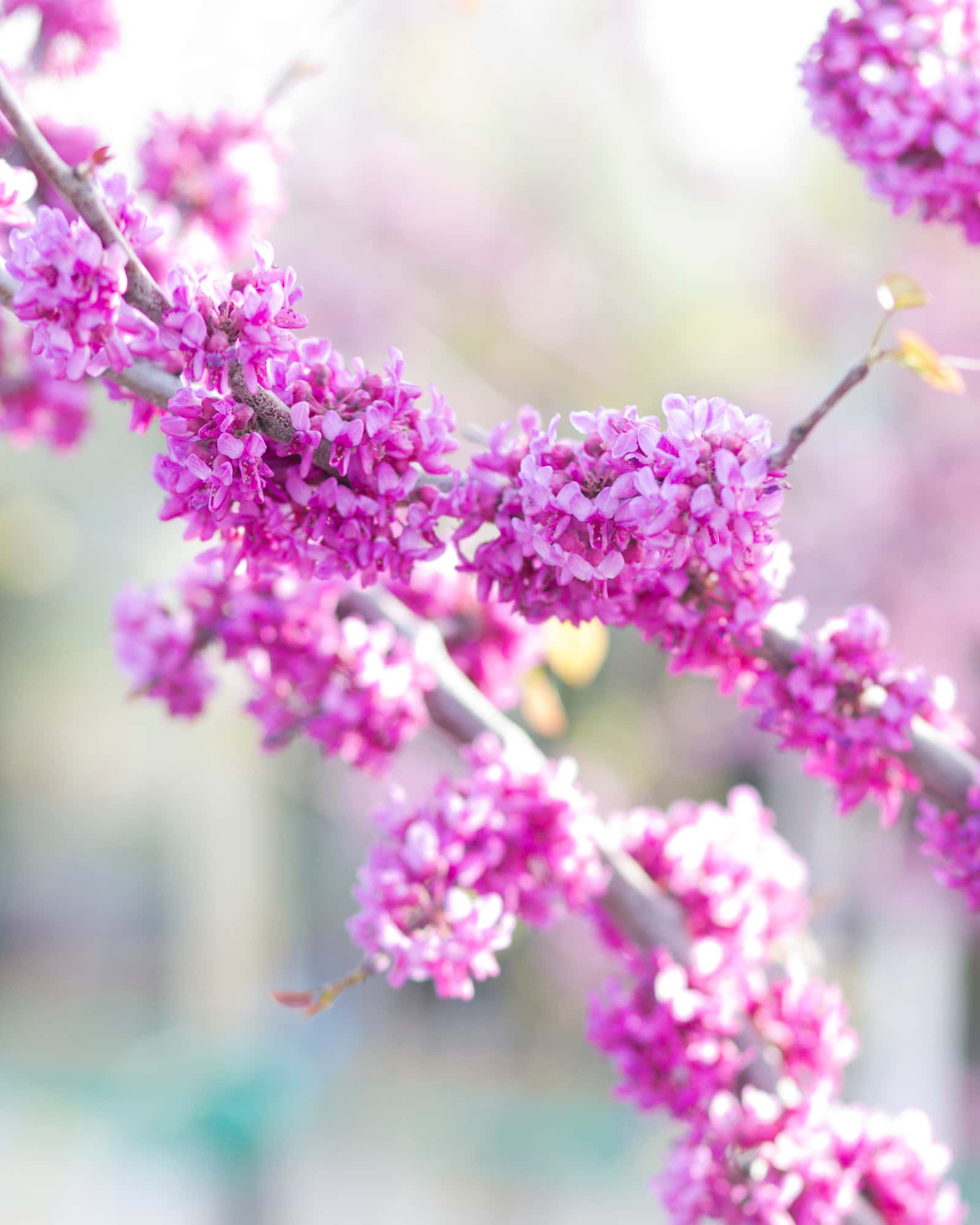 Merlot Redbud - Main Image