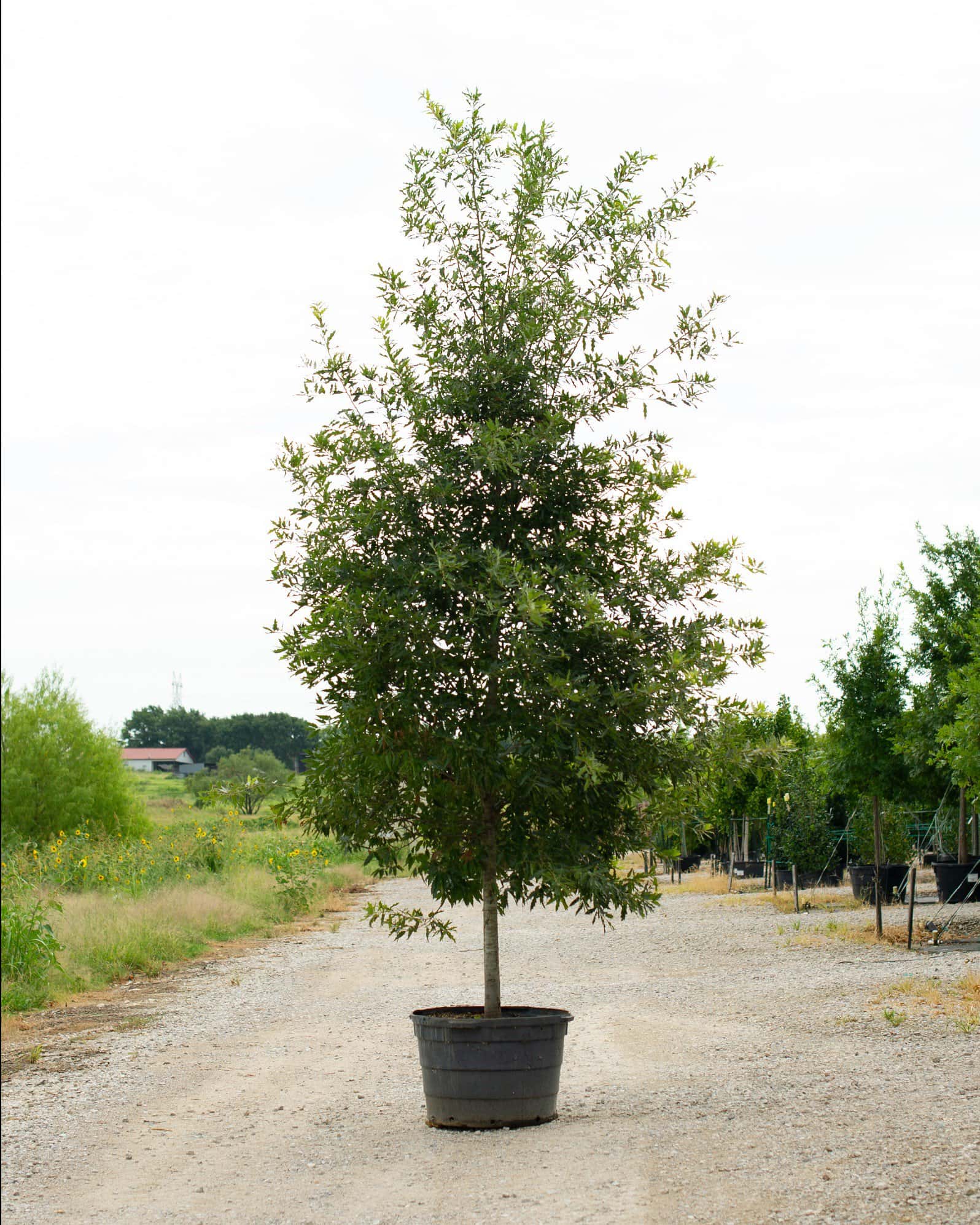 Mexican Red Oak - Main Image