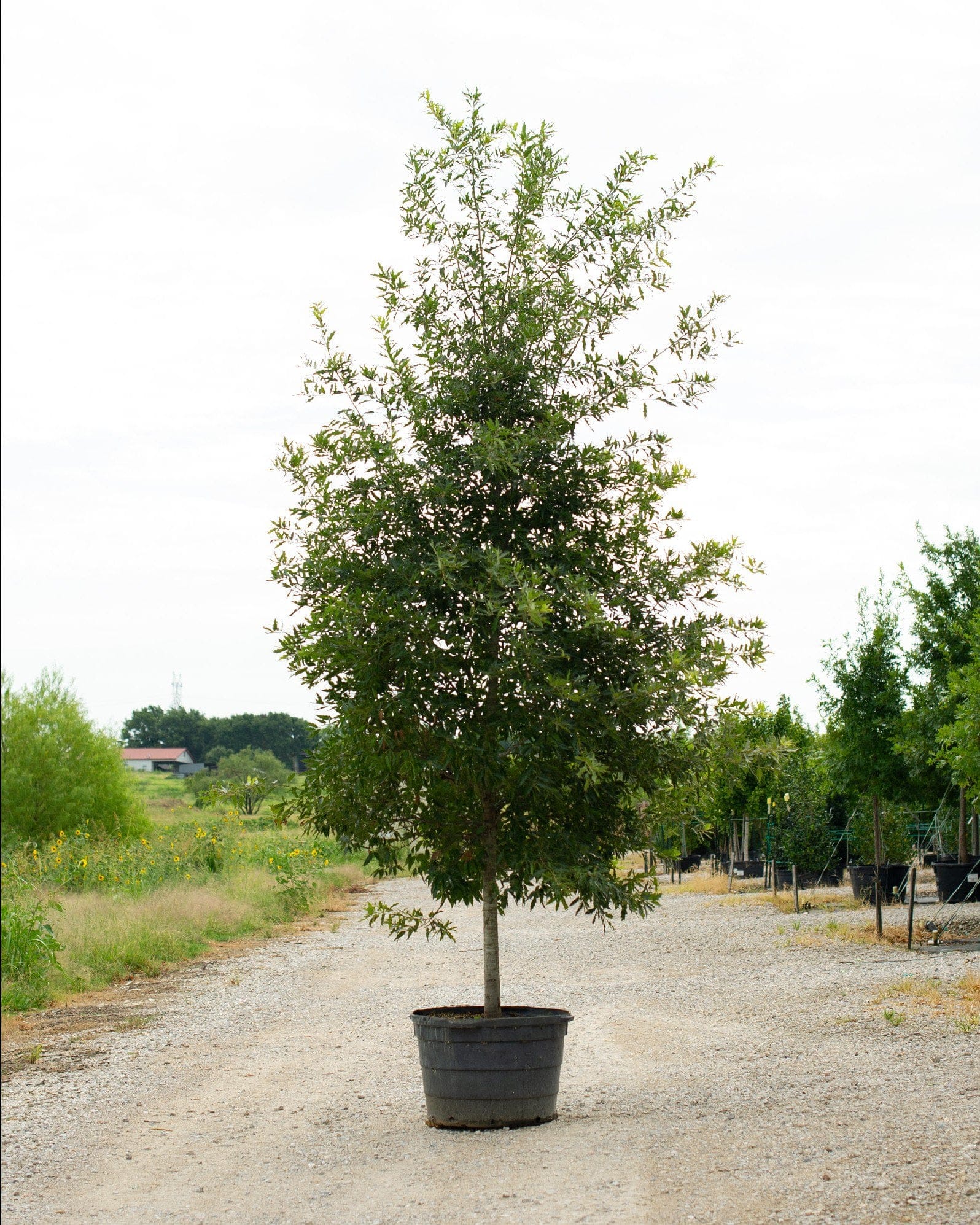 Mexican Red Oak