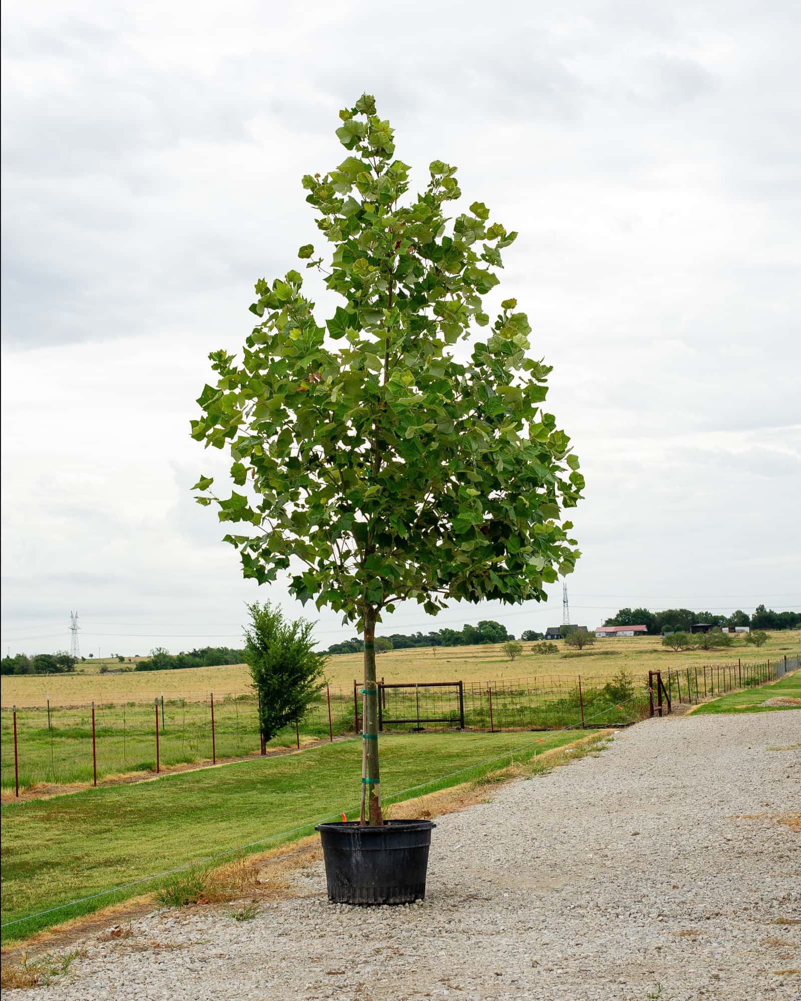Mexican Sycamore - Main Image