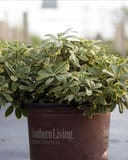 Mojo Dwarf Pittosporum thumbnail 1
