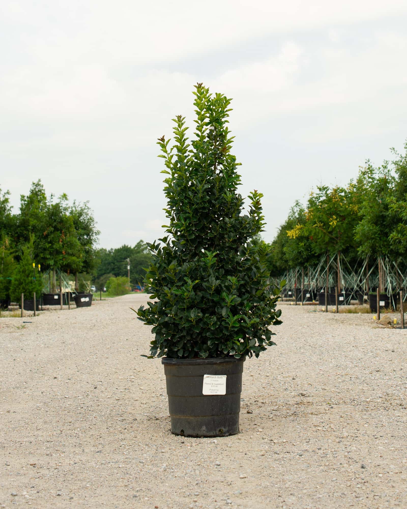 Monarch Holly - Main Image