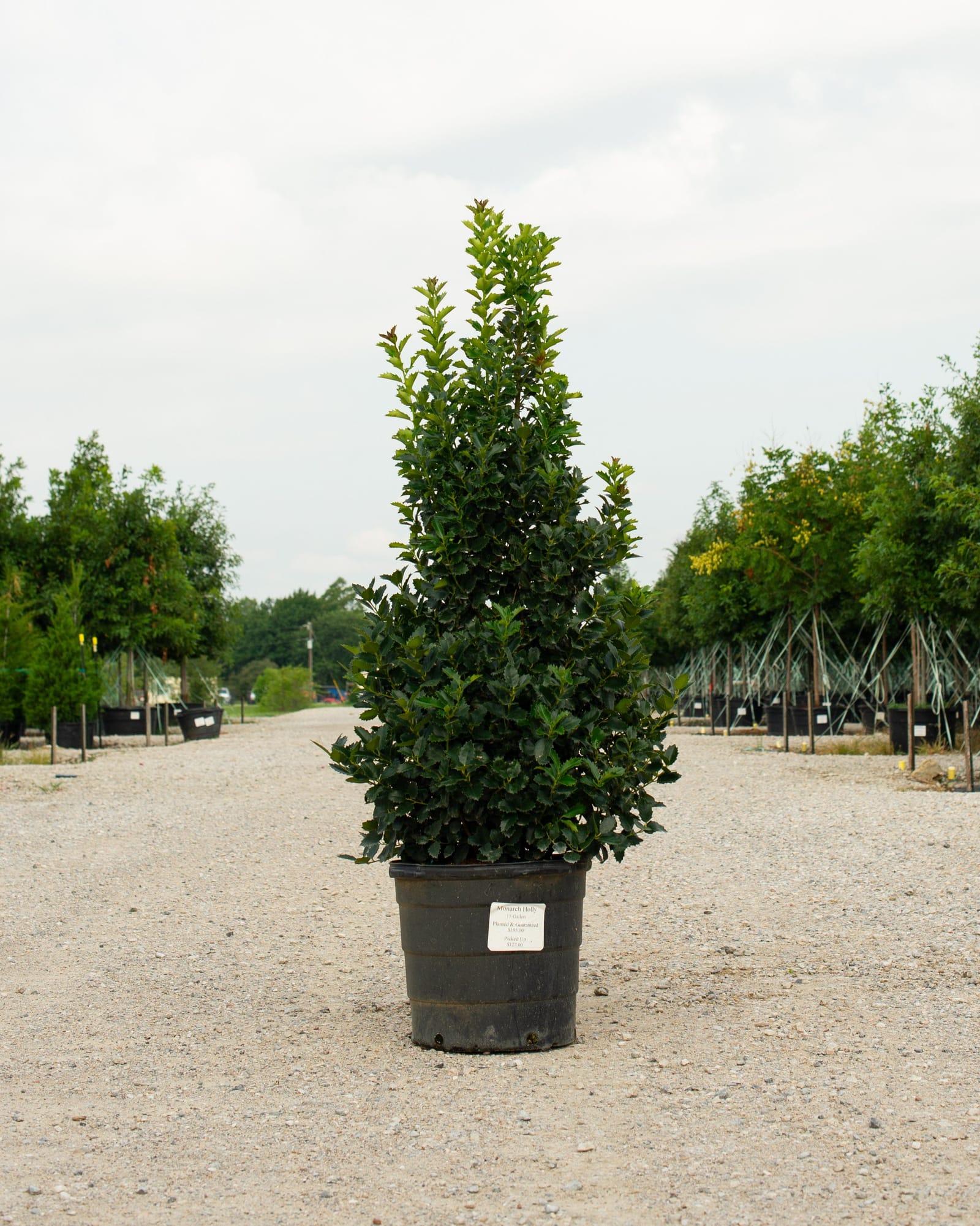 Monarch Holly