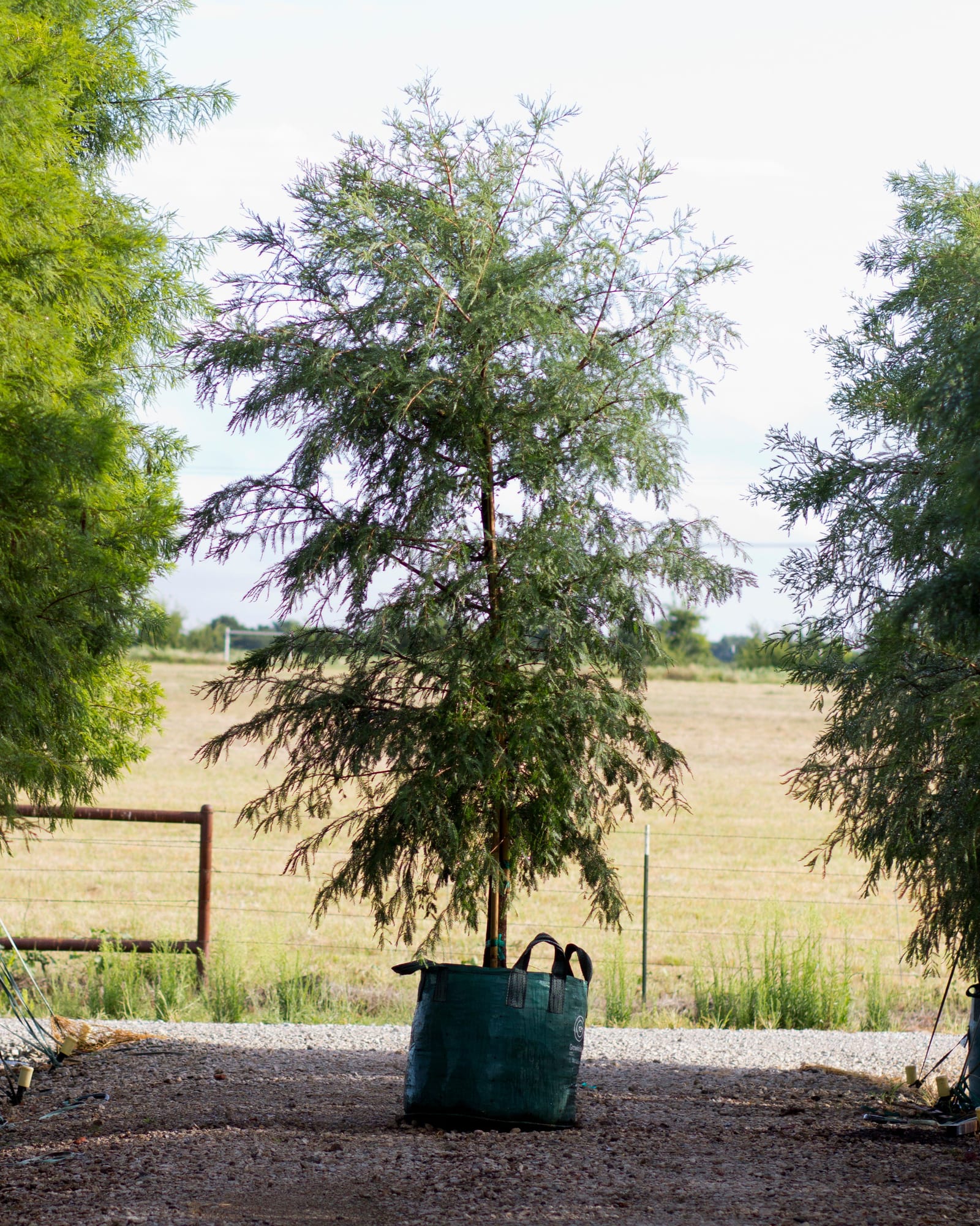 Montezuma Cypress