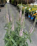 Moody Blues Pink Veronica thumbnail 1