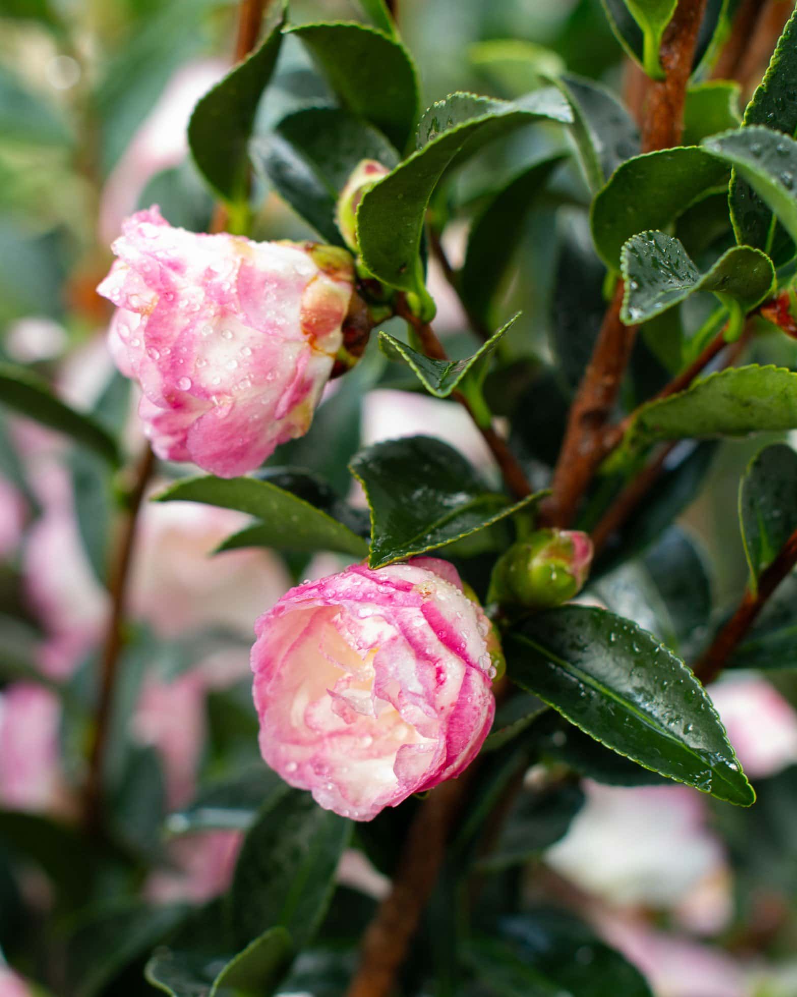 Moonshadow Camellia - Main Image