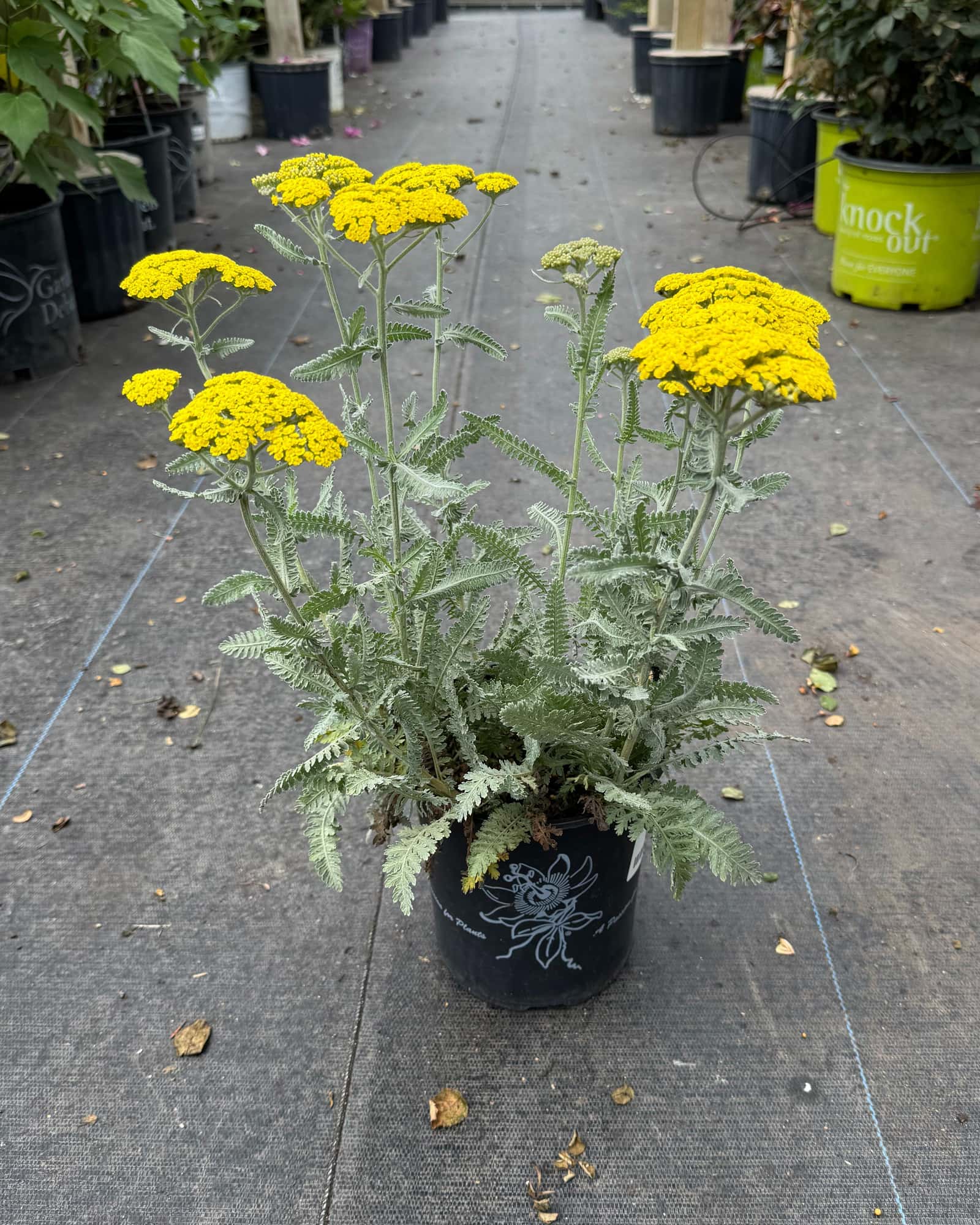 Moonshine Yarrow - Main Image