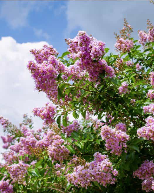 Muskogee Crape Myrtle