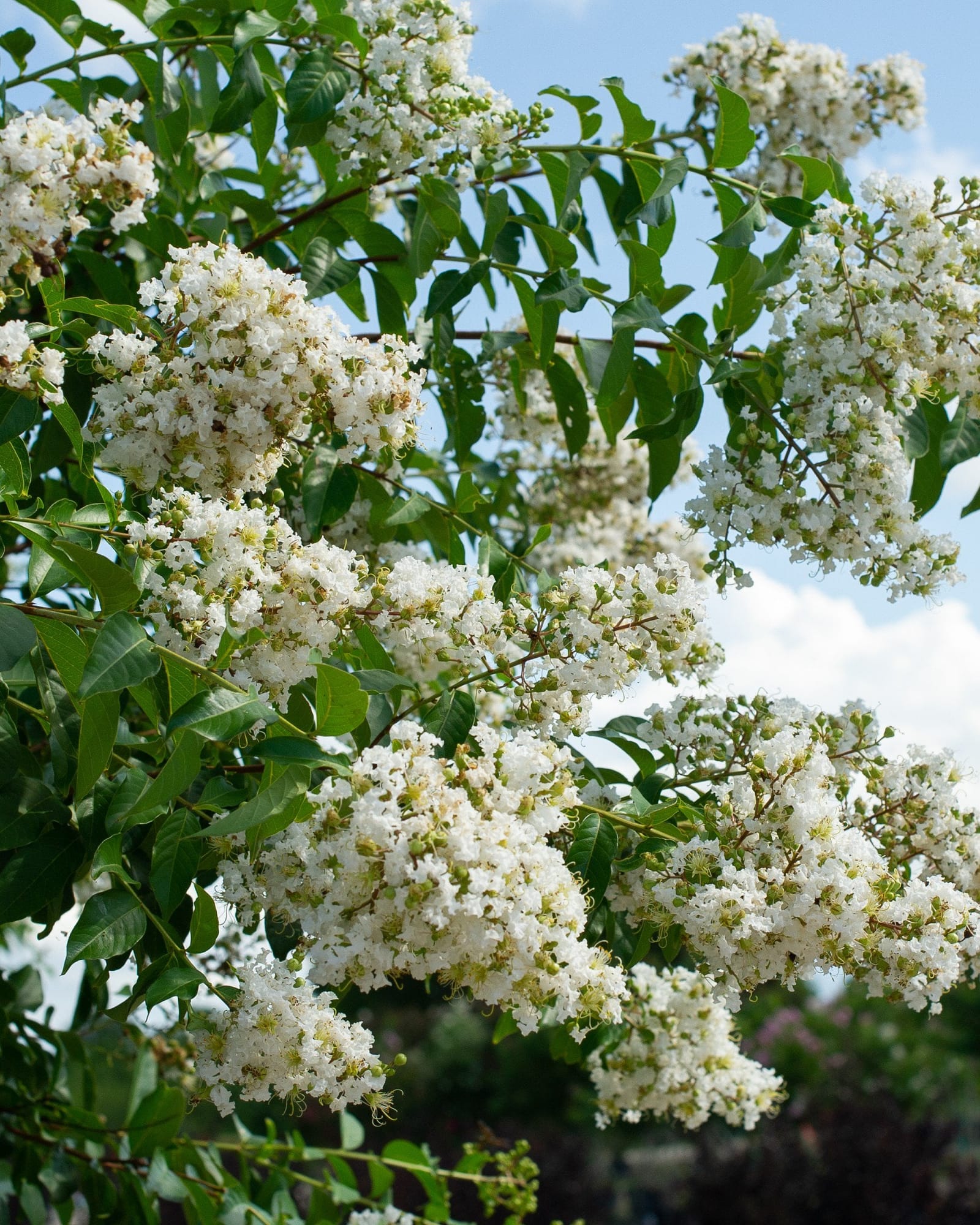 Natchez Crape Myrtle Single Trunk