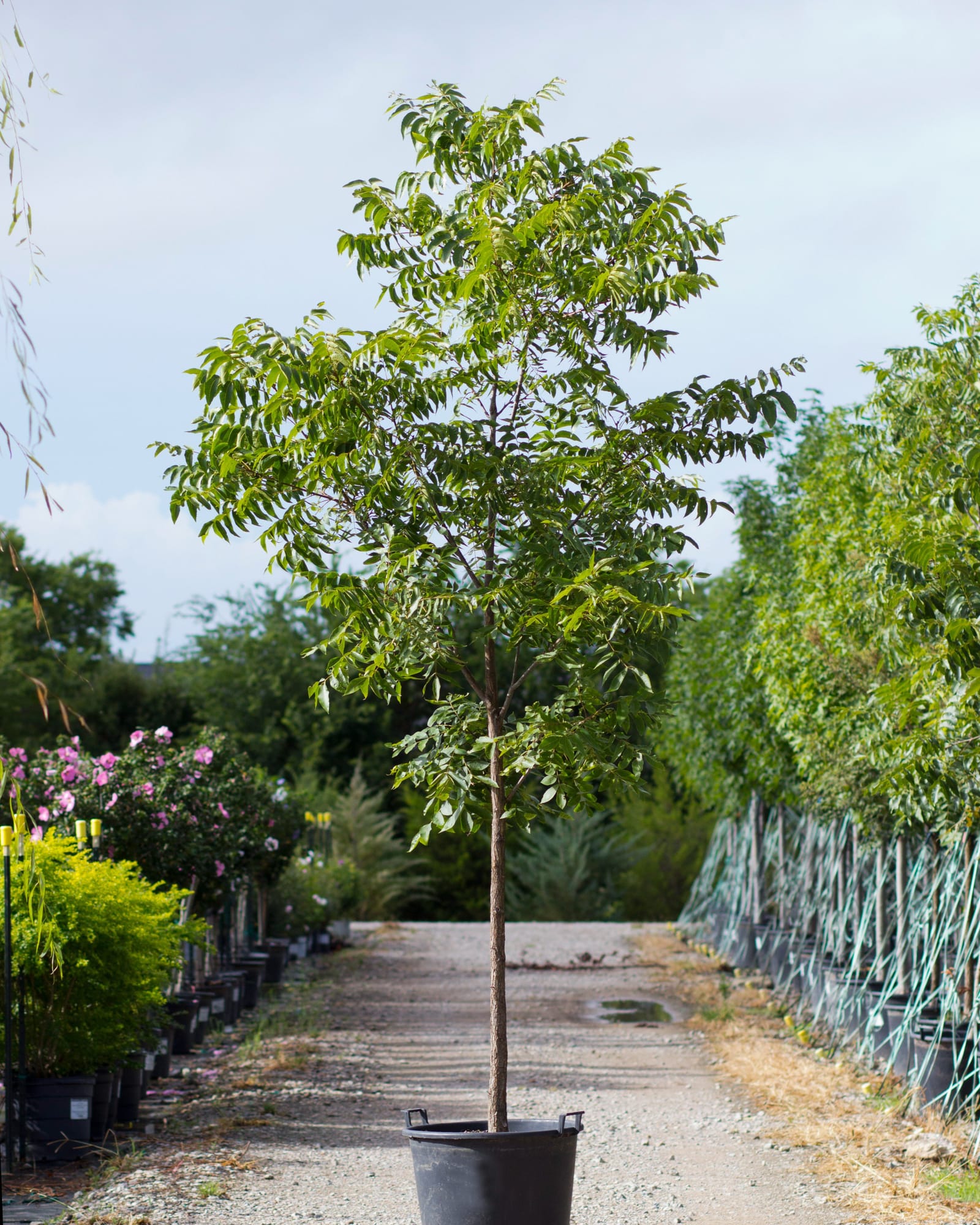 Native Pecan