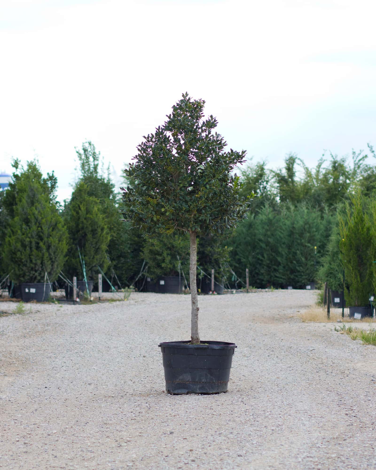 Nellie R Stevens Holly Tree Form - Main Image