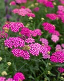 New Vintage Violet Yarrow thumbnail 1