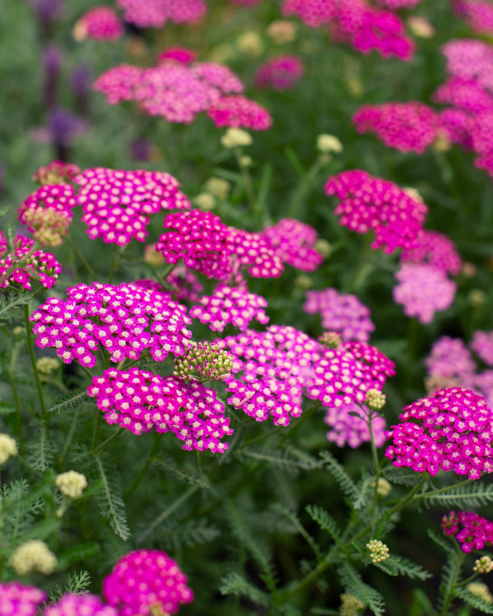 New Vintage Violet Yarrow - Main Image