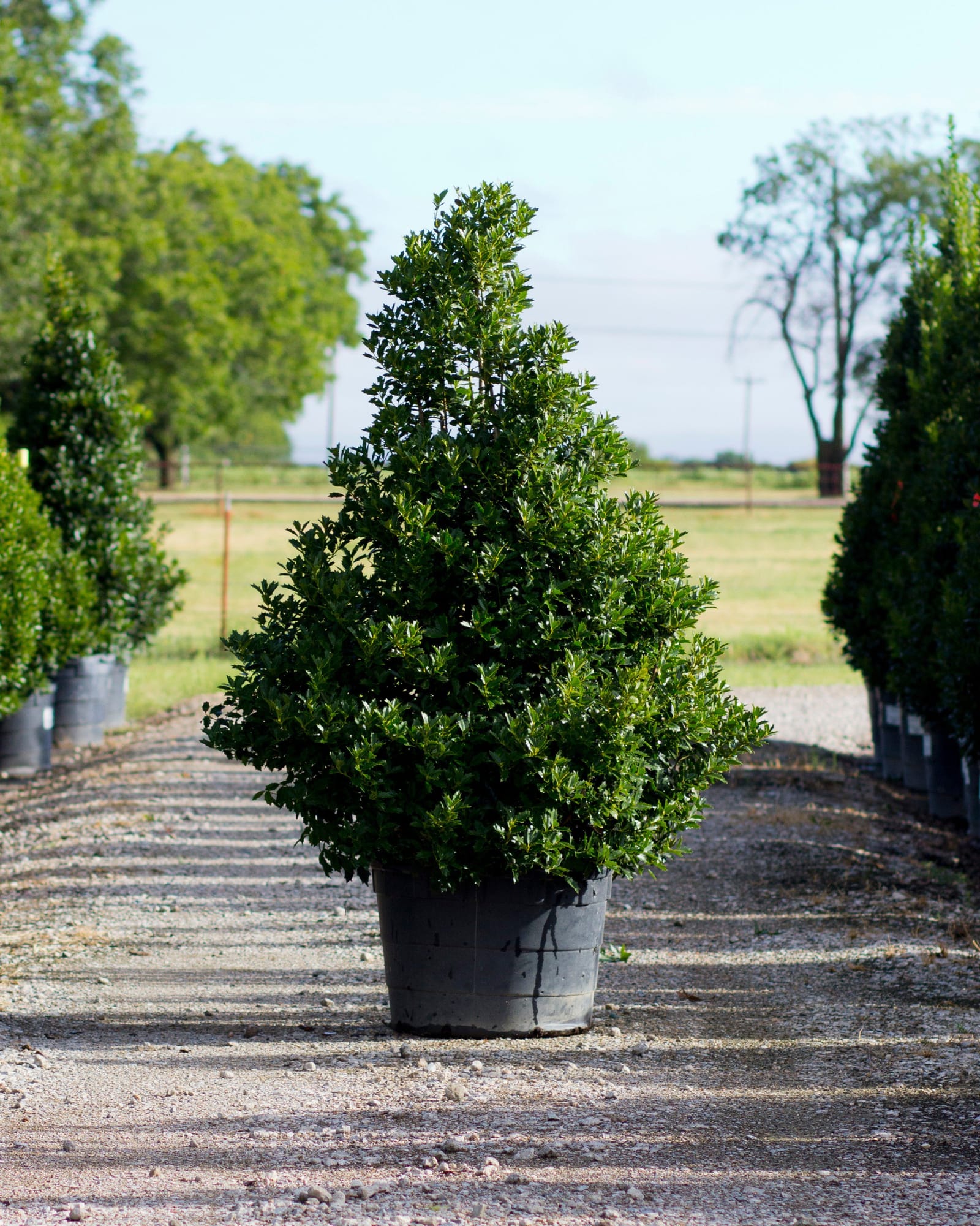 Oakland Holly