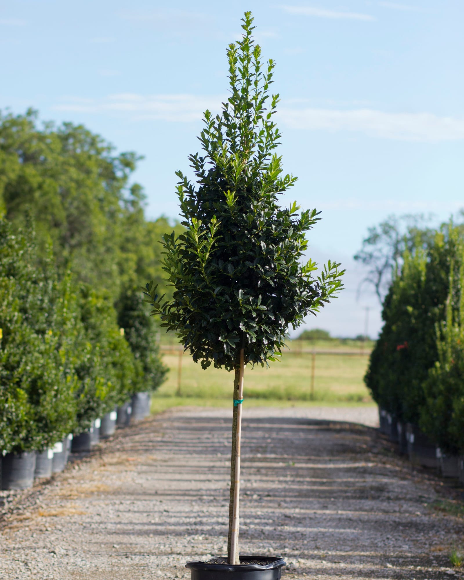 Oakland Holly Tree Form