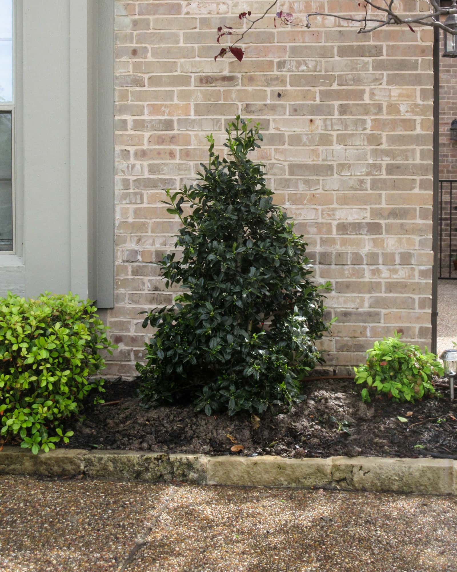 Oakleaf Holly - Main Image