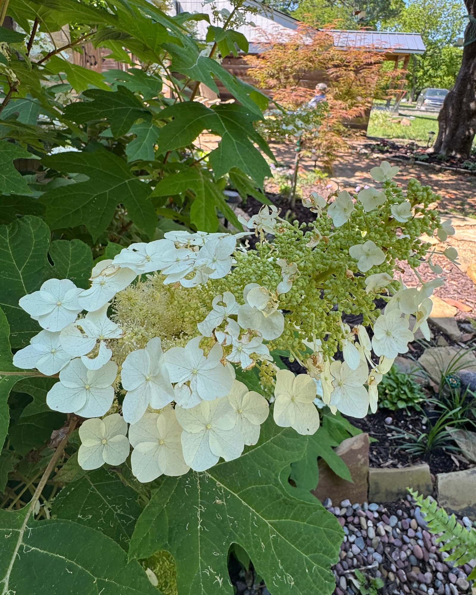 Oakleaf Hydrangea - Main Image