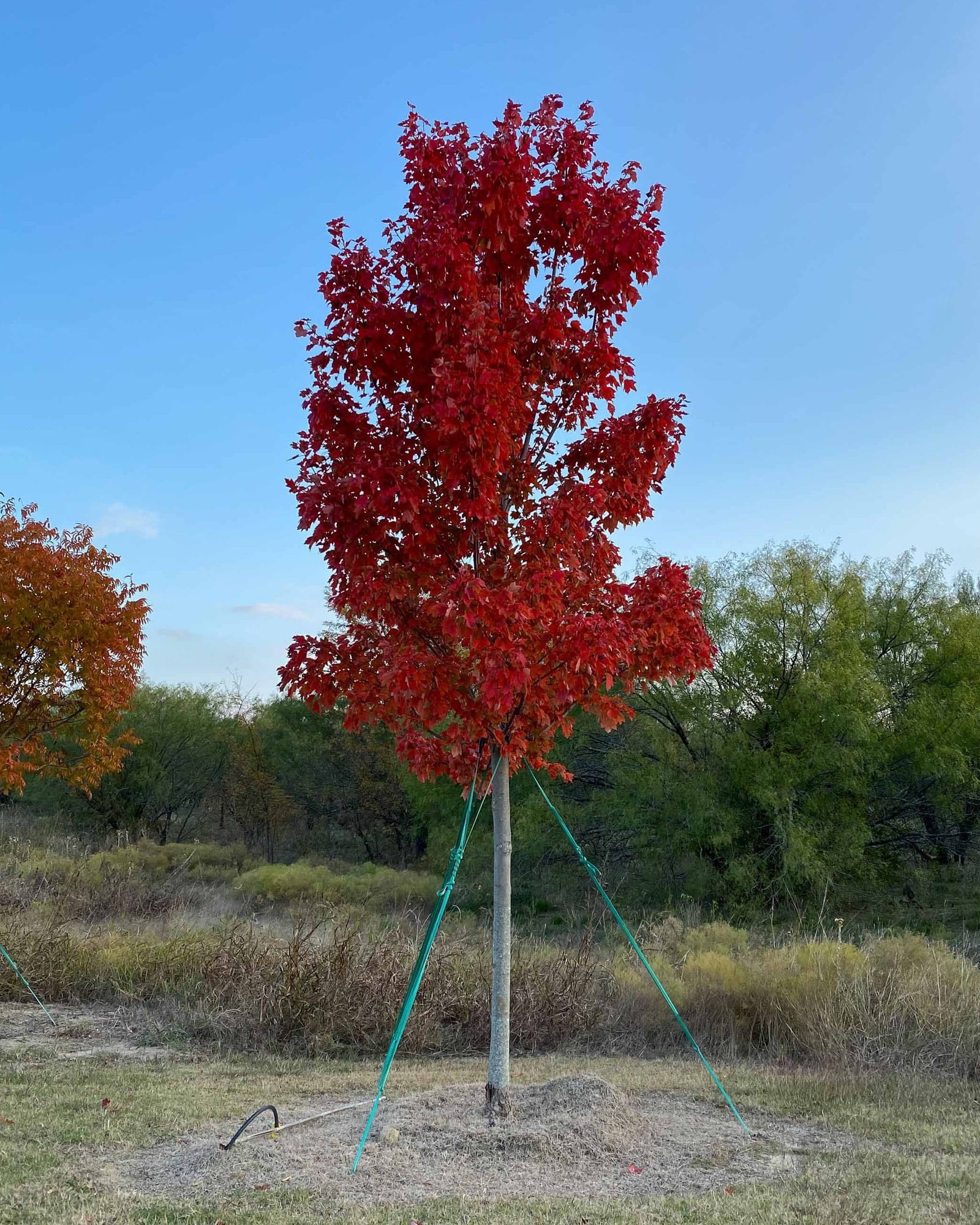 October Glory Maple