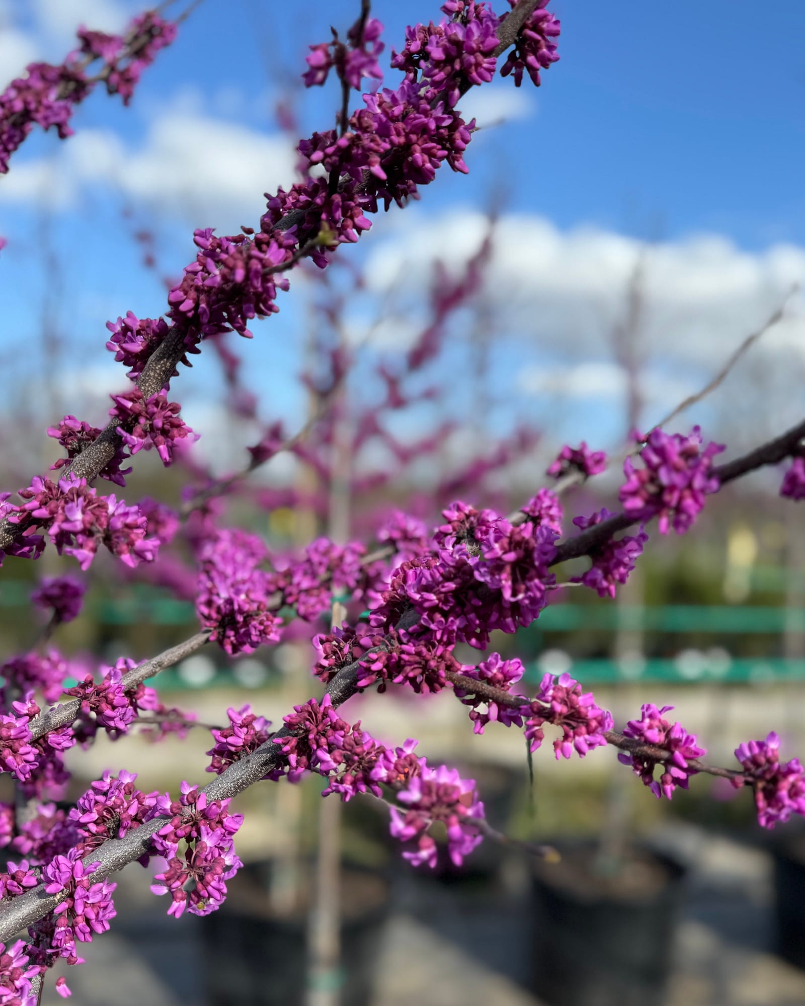 Oklahoma Redbud