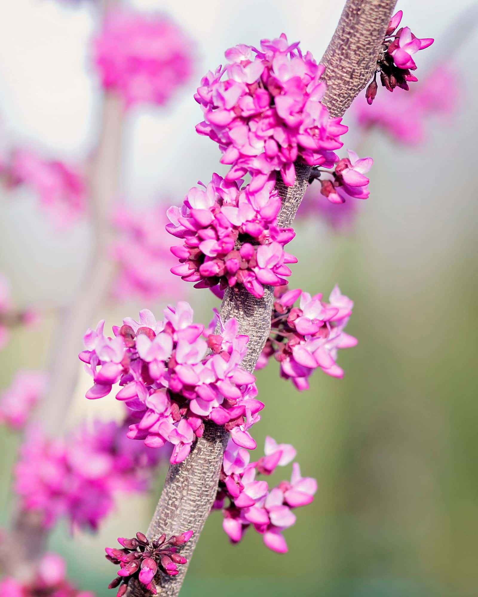 Oklahoma Sparkler Redbud - Main Image
