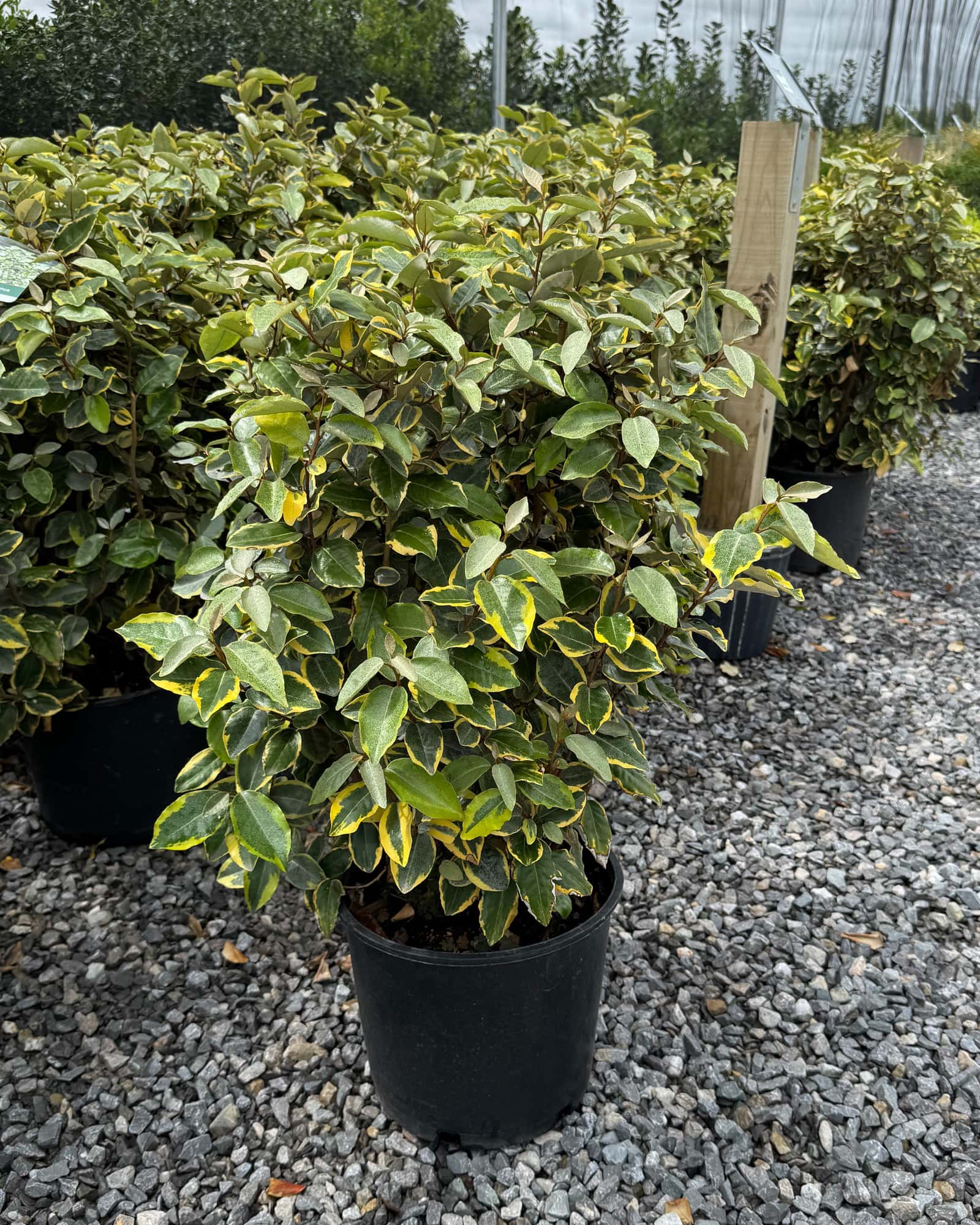 Olive Martini Elaeagnus - Main Image