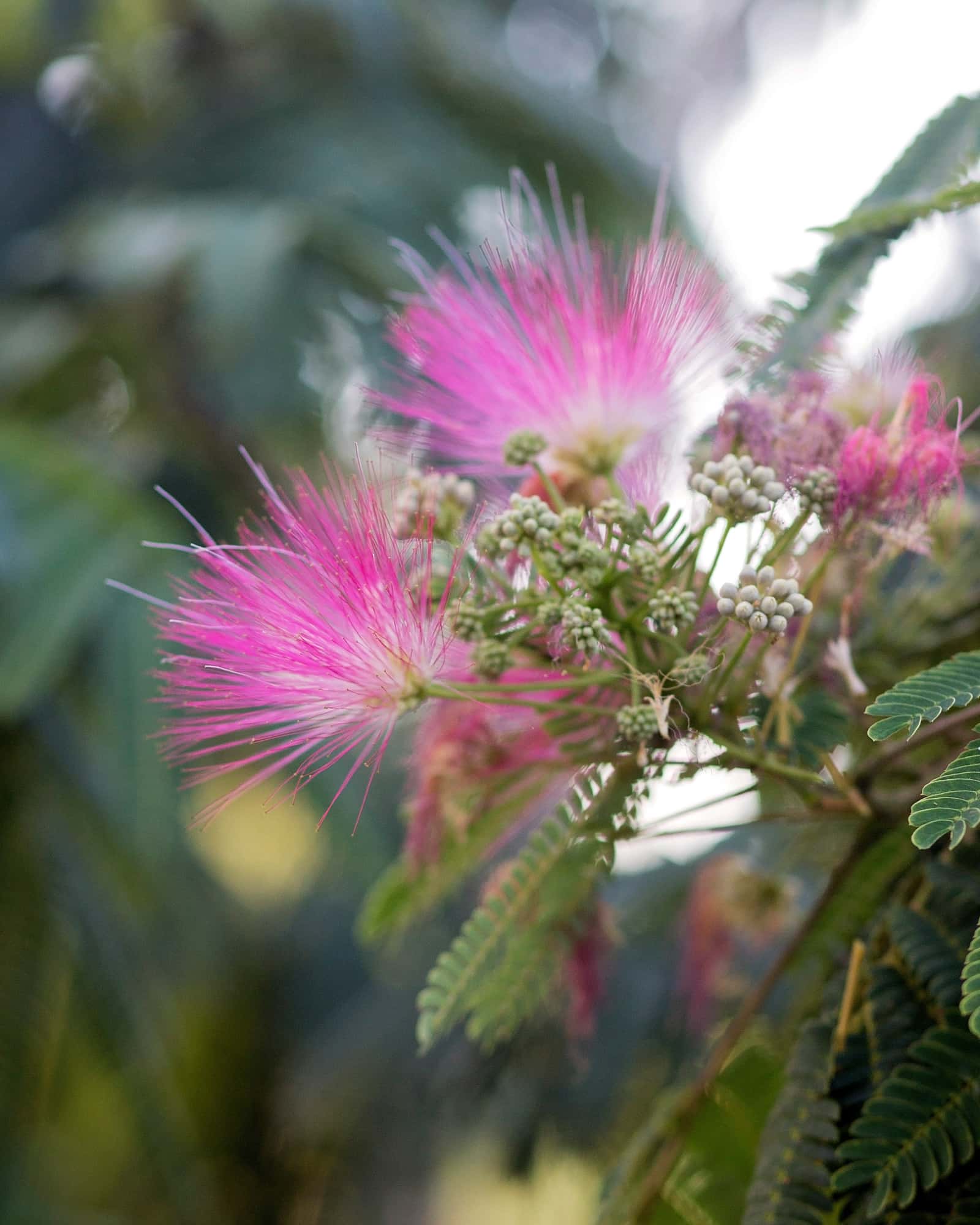 Ombrella Mimosa - Main Image