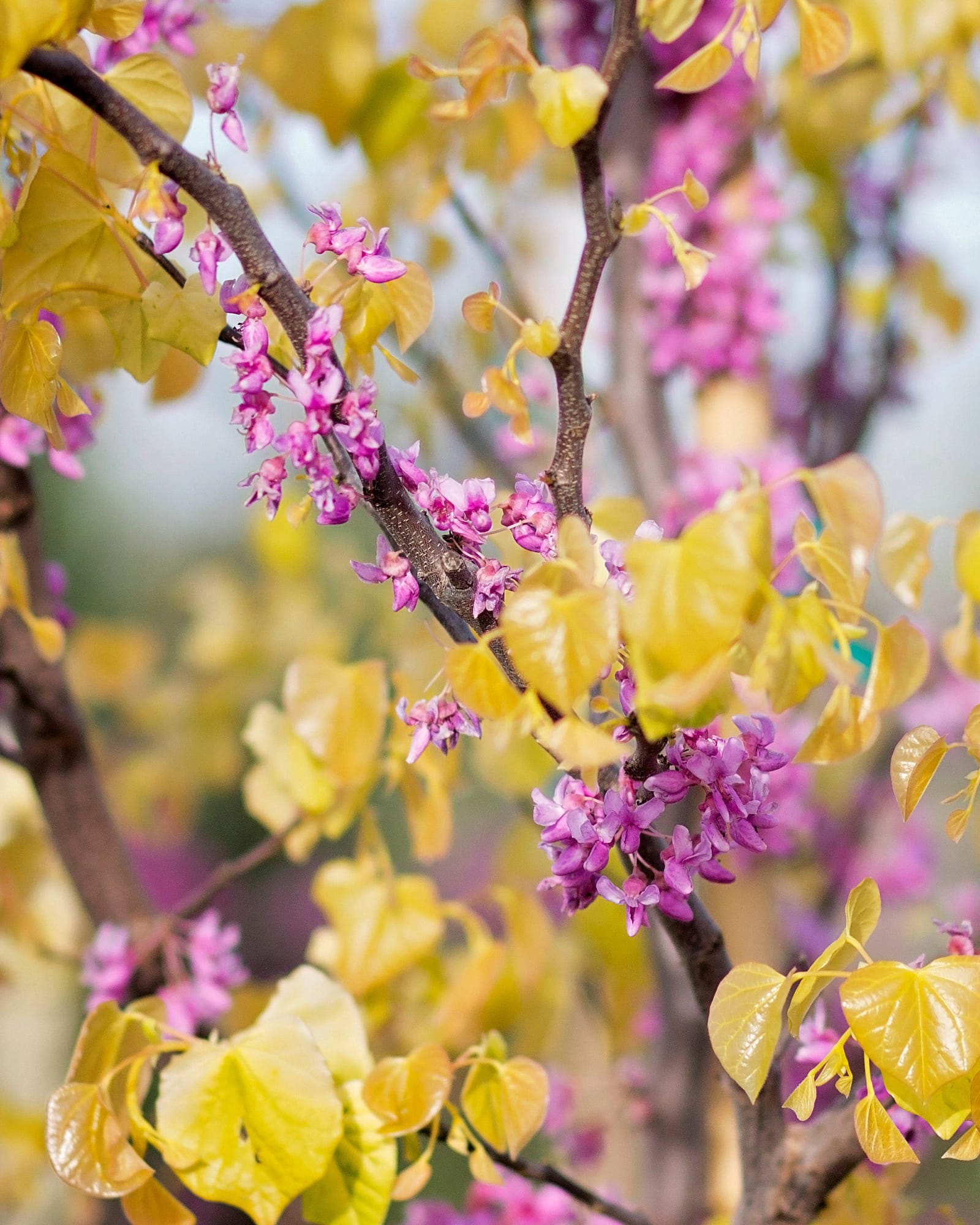 Rising Sun Redbud