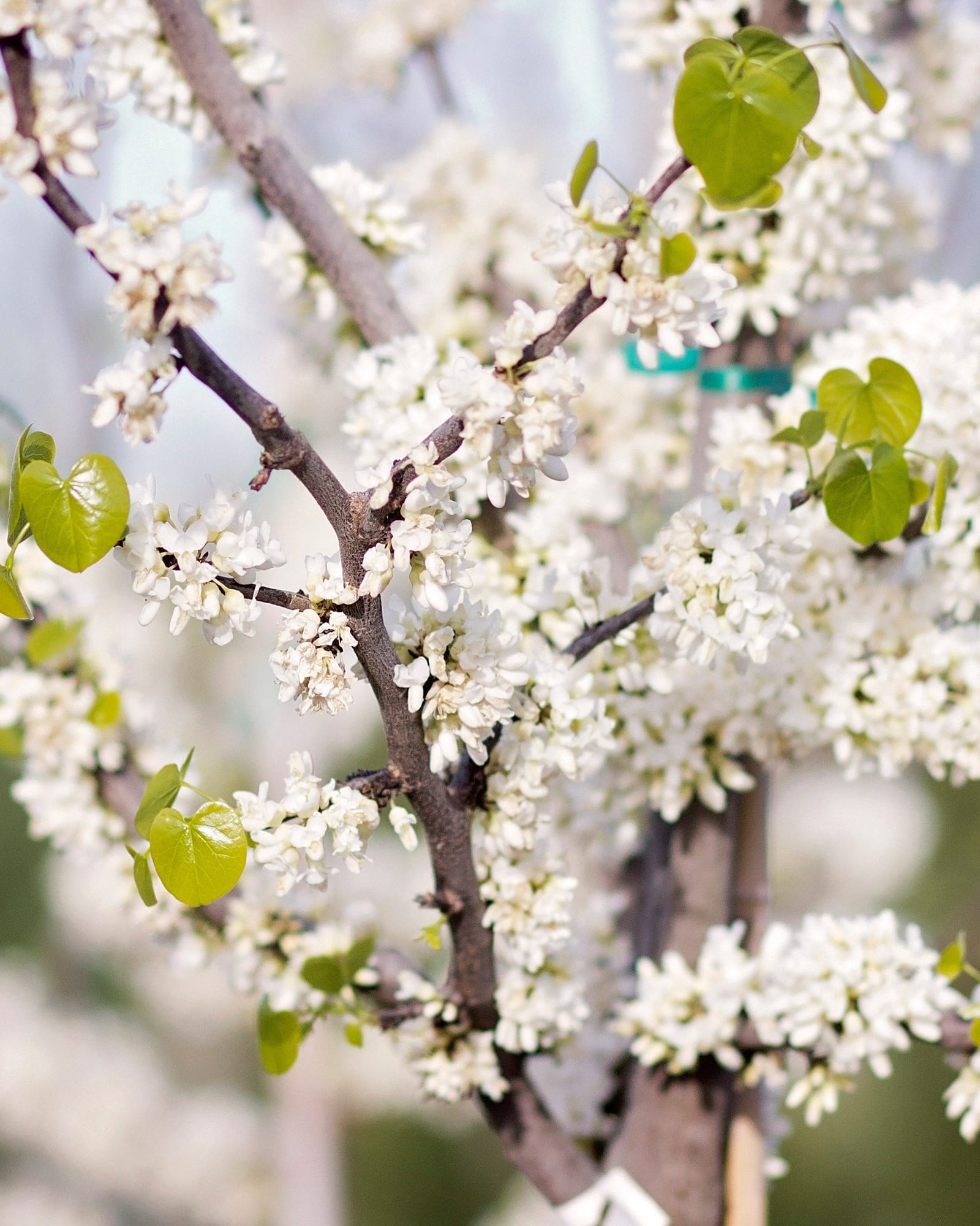 Texas White Redbud