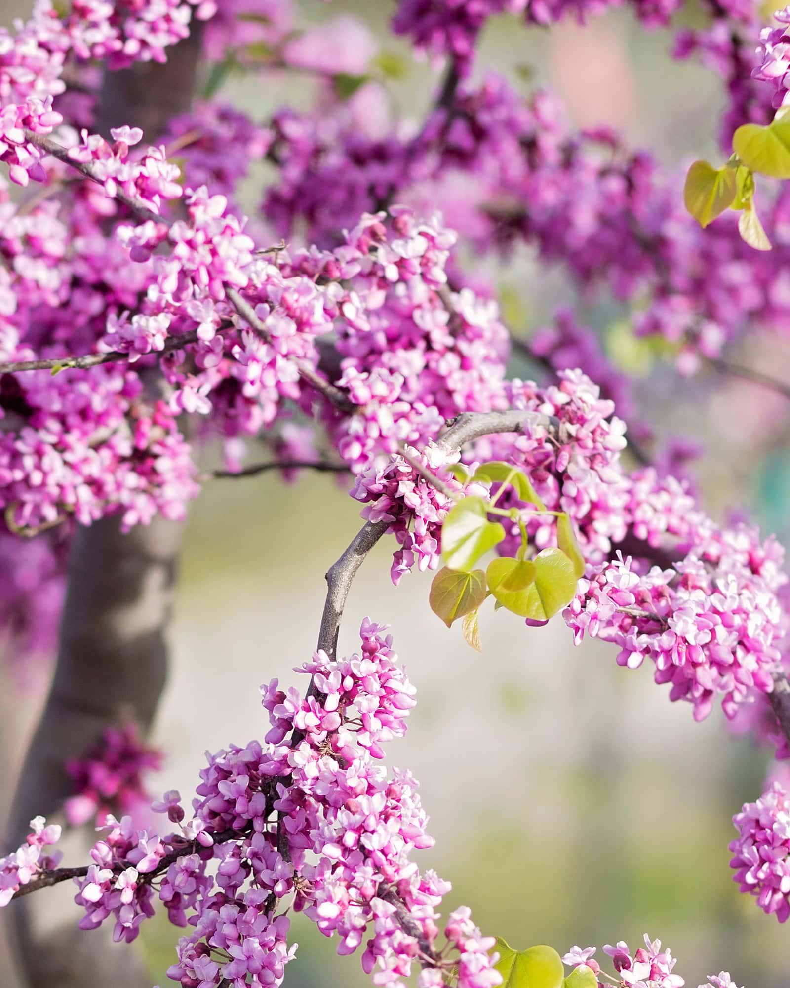 Traveller Weeping Redbud - Main Image