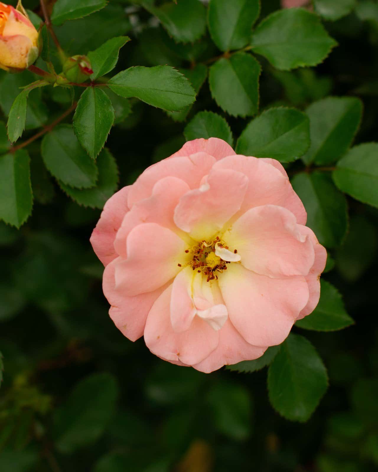 Peach Drift Rose Tree Form - Main Image