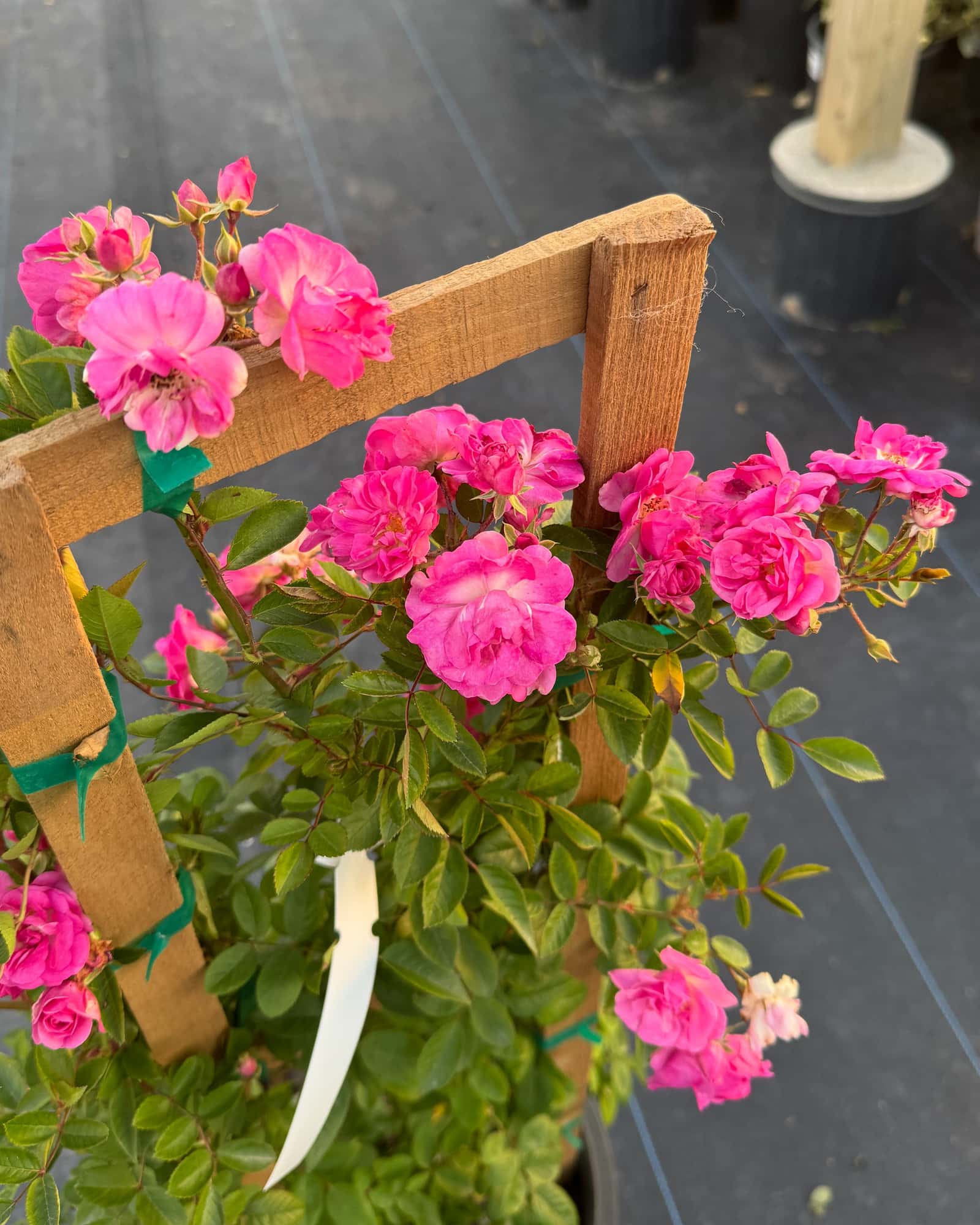 Peggy Martin Climbing Rose - Main Image