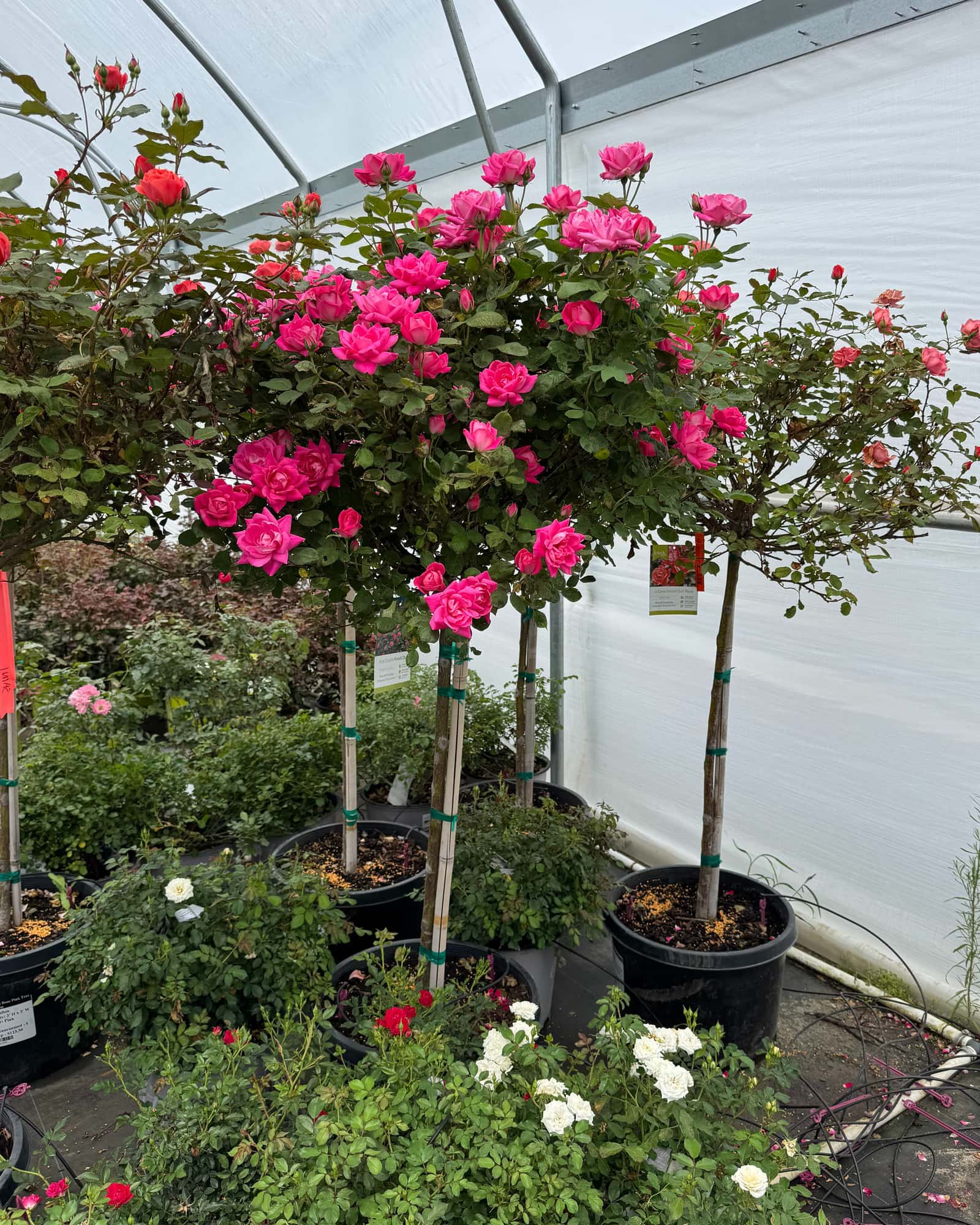 Pink Double Knock Out Rose Tree Form - Main Image
