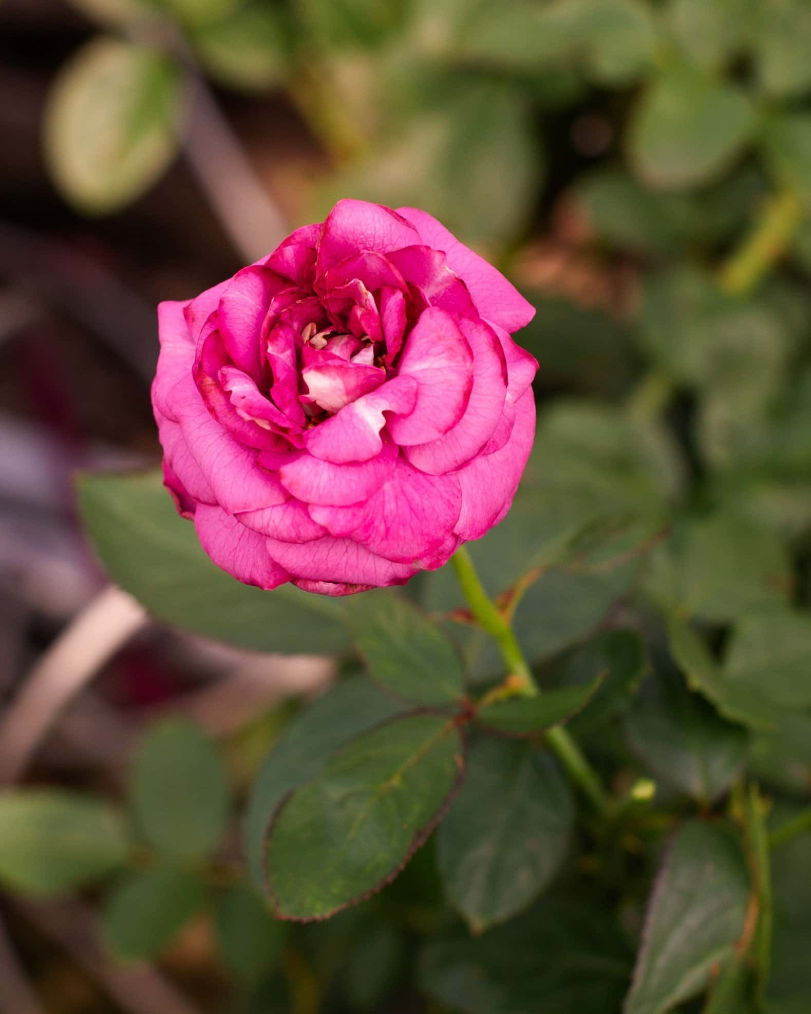 Plum Perfect Rose - Main Image