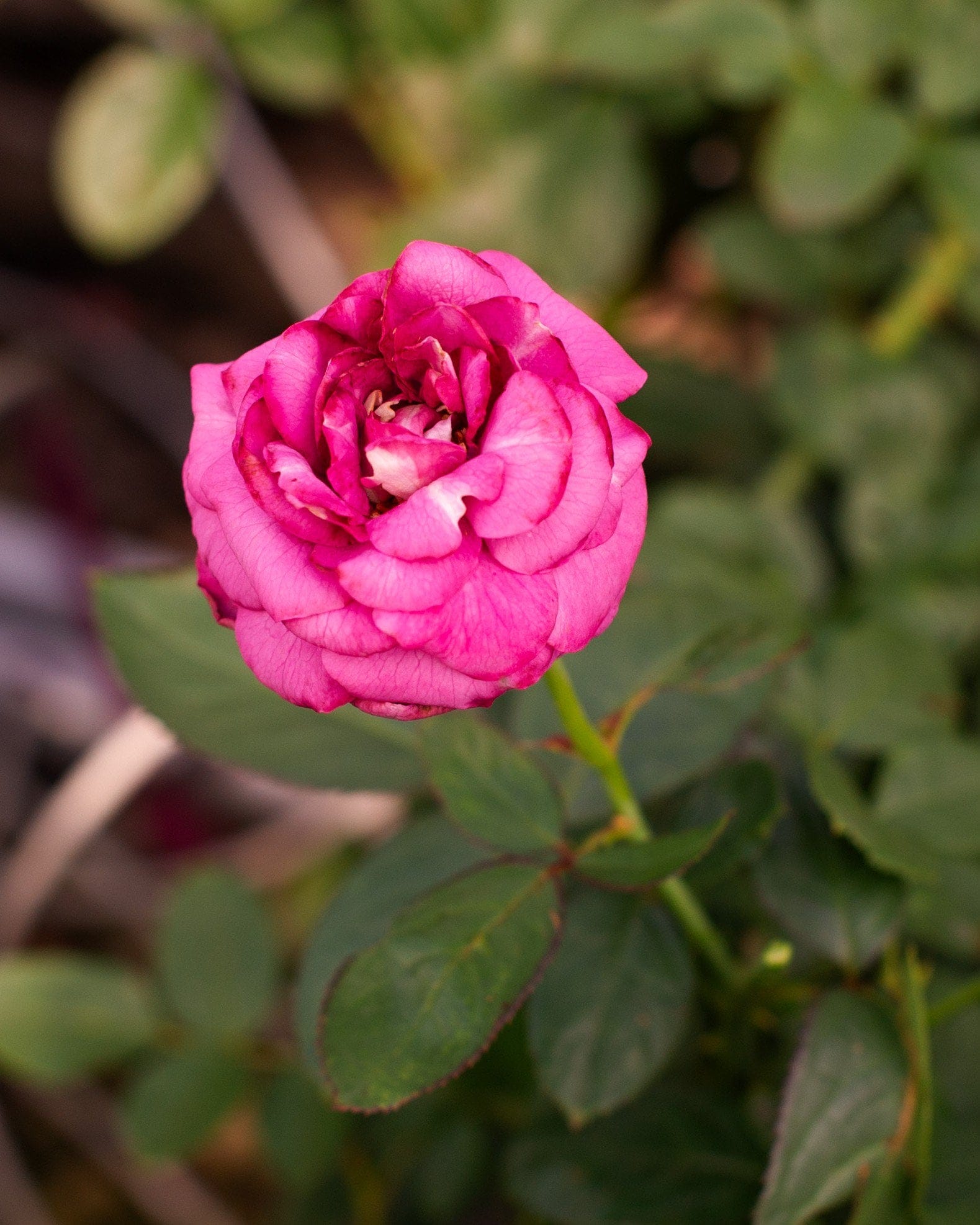 Plum Perfect Rose