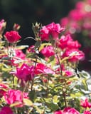 Red Double Knock Out Rose Tree Form thumbnail 1