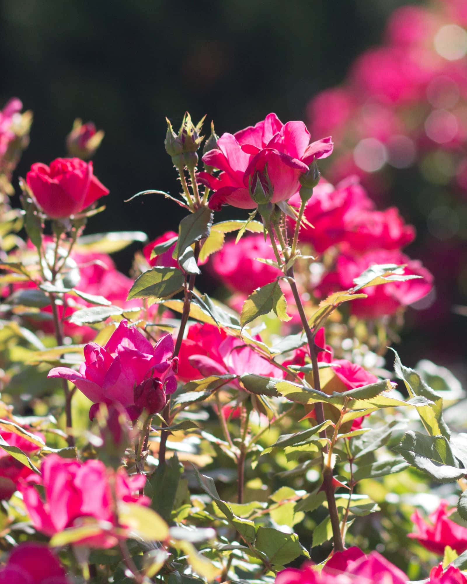 Red Double Knock Out Rose Tree Form - Main Image