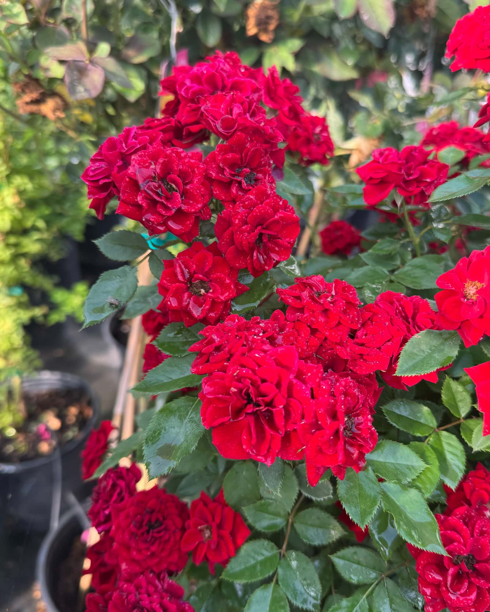 Red Sunblaze Rose - Main Image