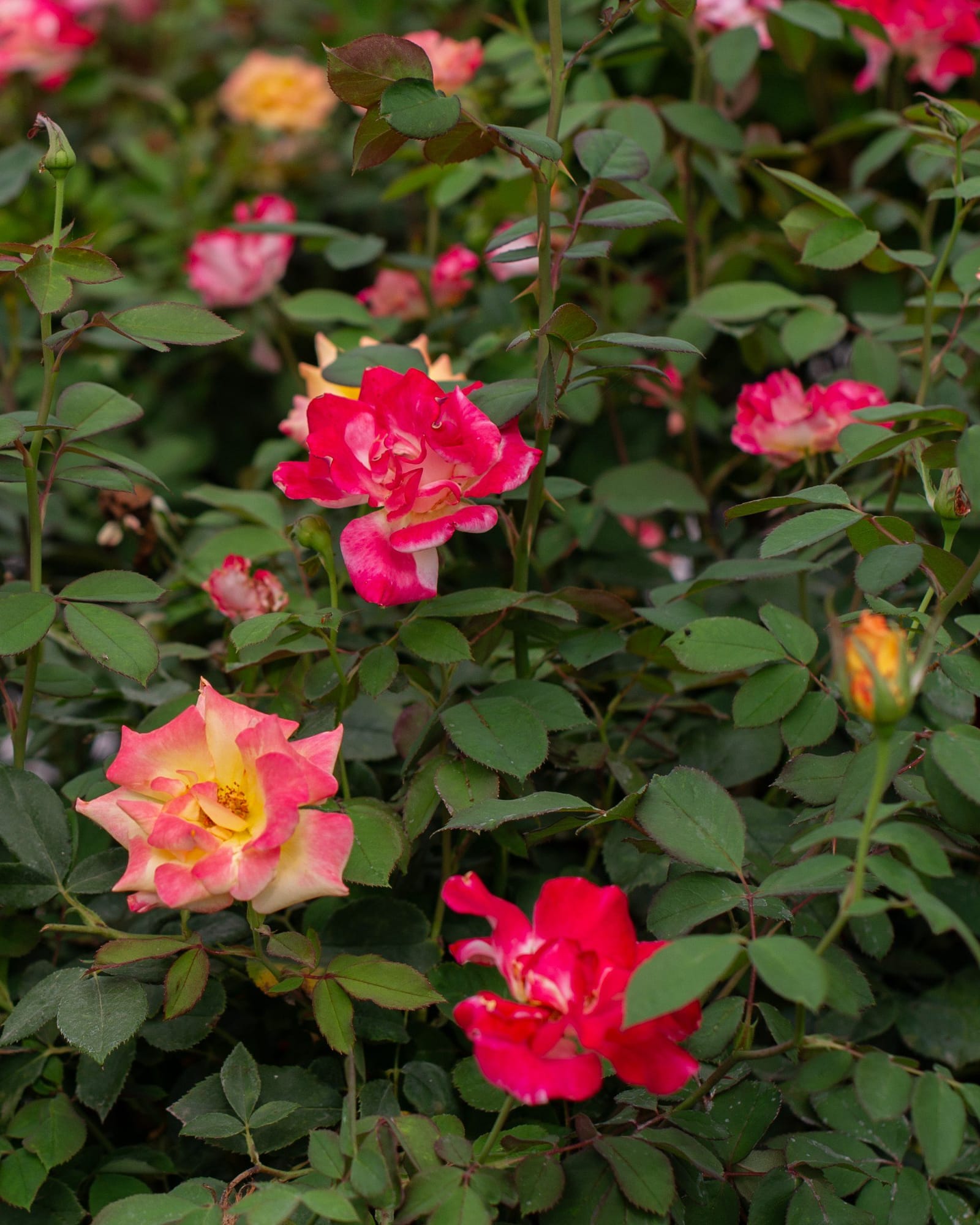 Sunset Horizon Knock Out Rose Tree Form - Main Image
