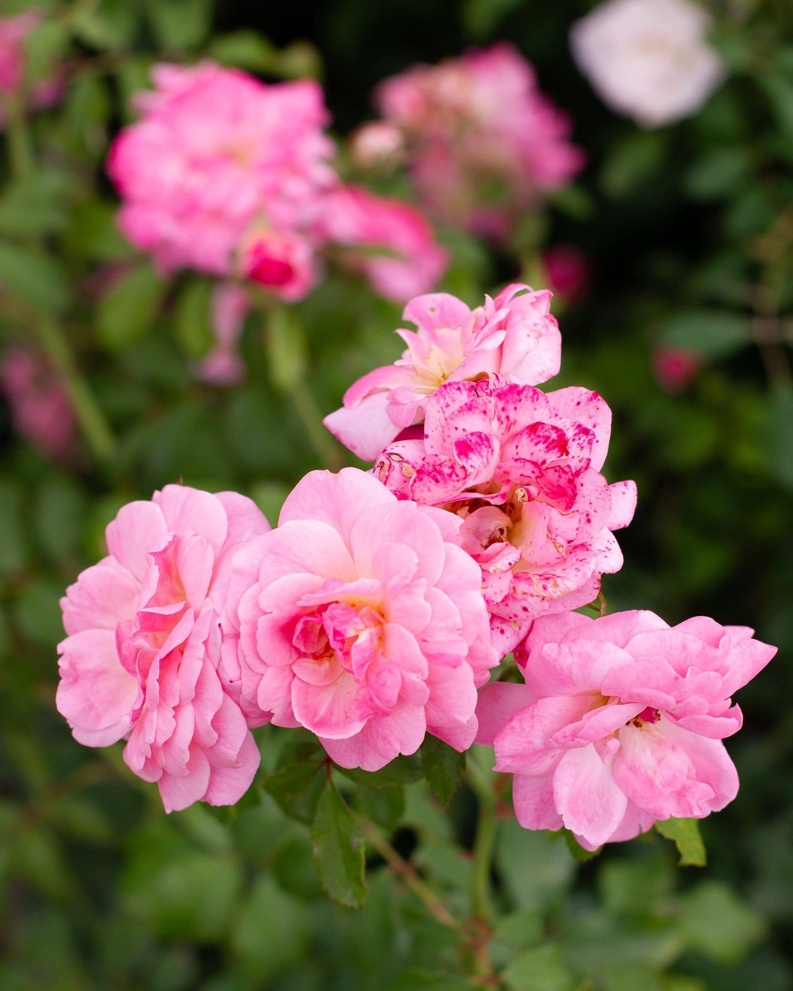 Sweet Drift Rose
