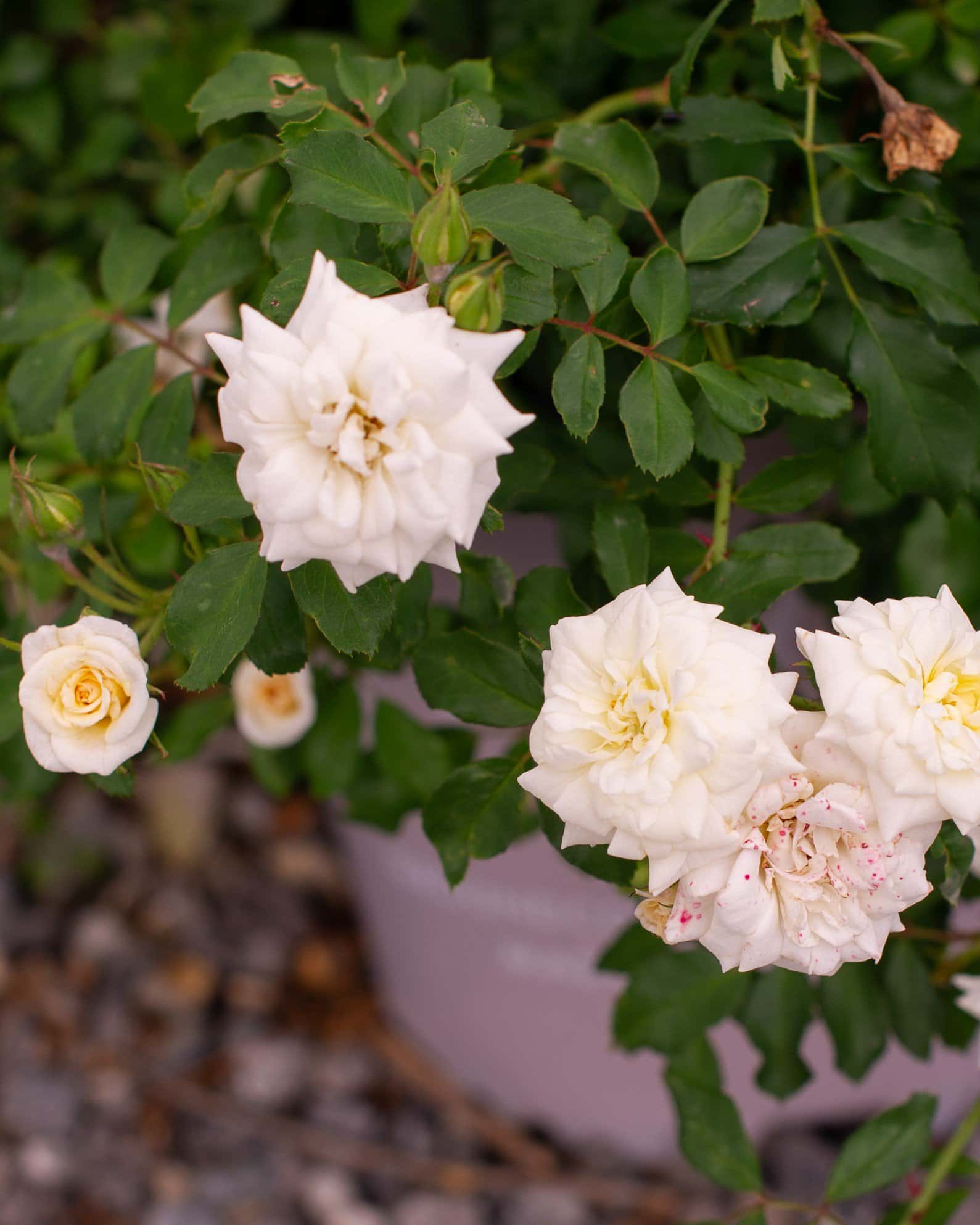 White Drift Rose - Main Image