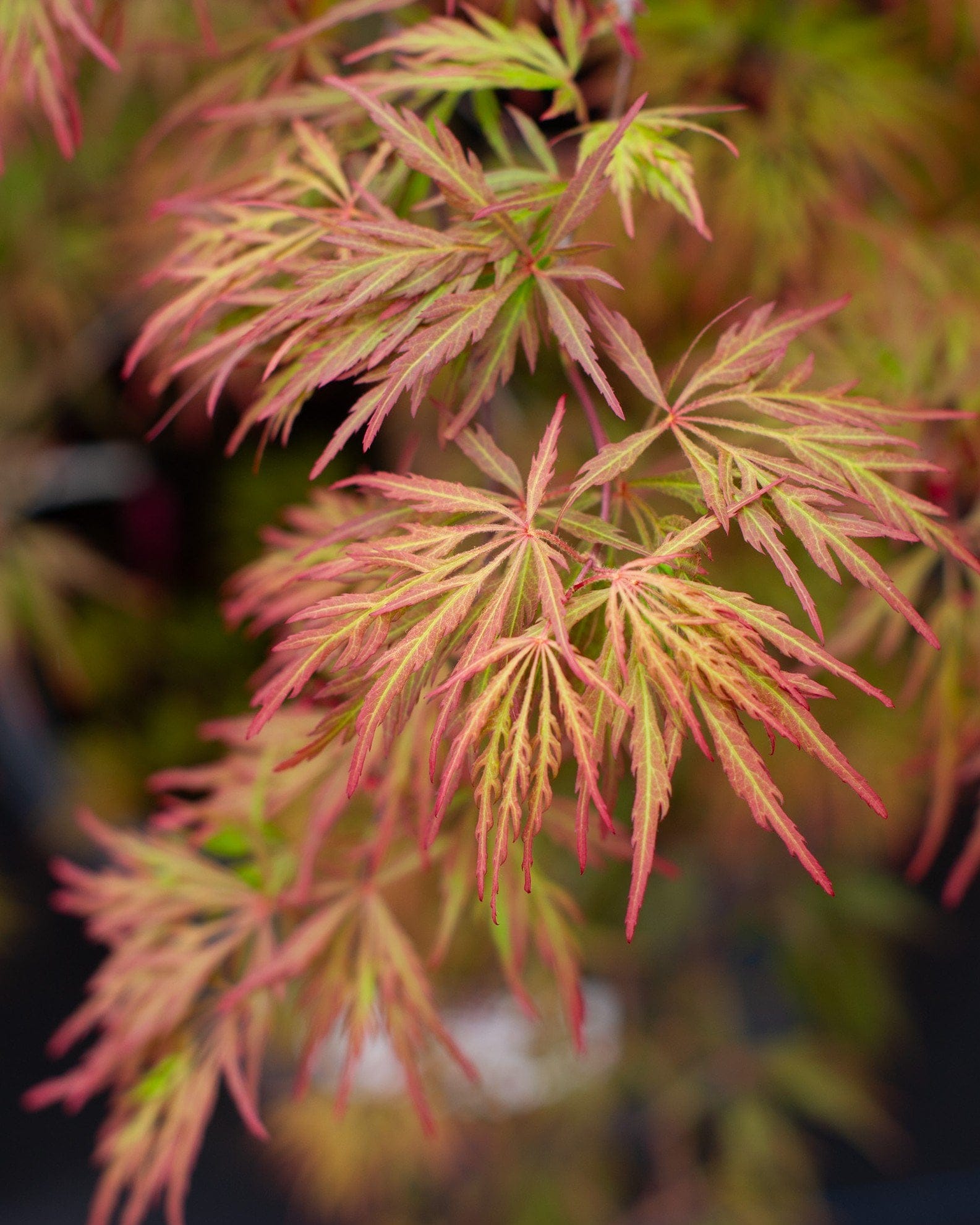 Orangeola Japanese Maple