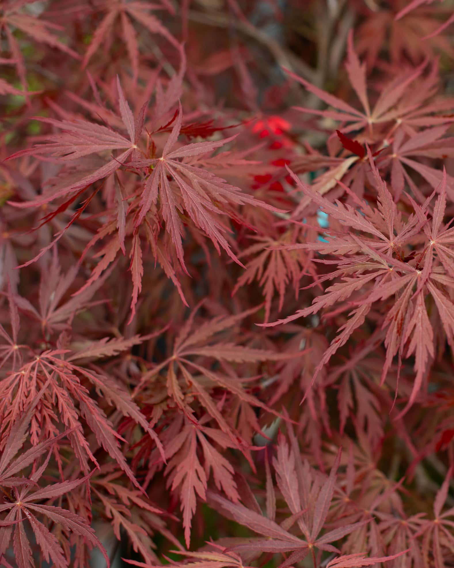 Red Dragon Japanese Maple - Main Image