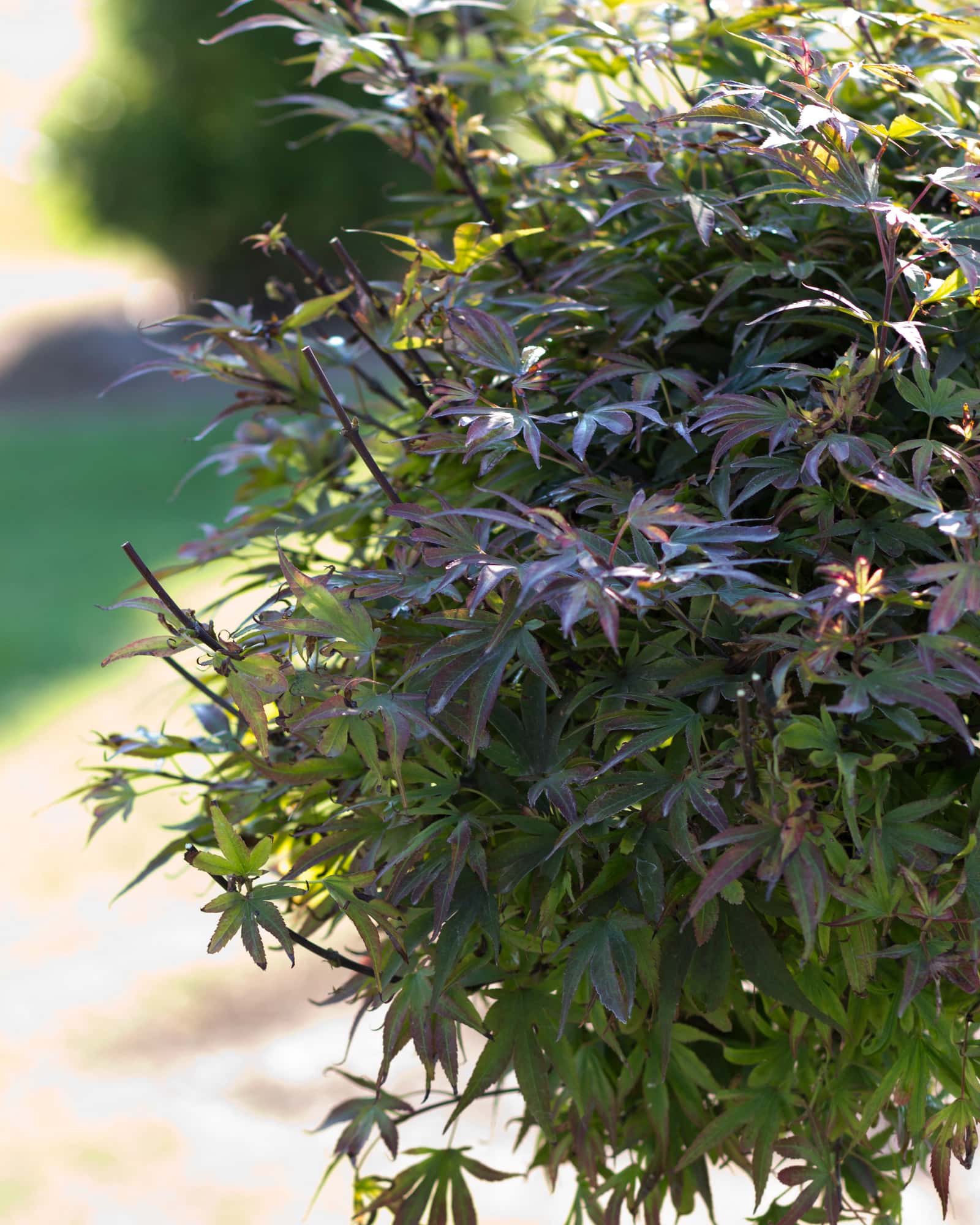 Shaina Japanese Maple - Main Image