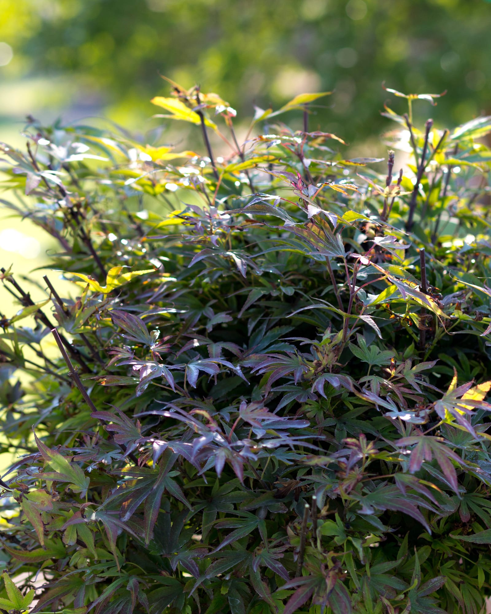 Shaina Japanese Maple Tree Form