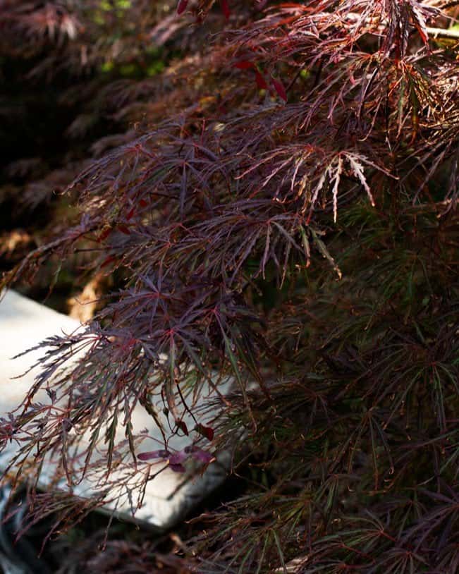 Tamukeyama Japanese Maple - Main Image