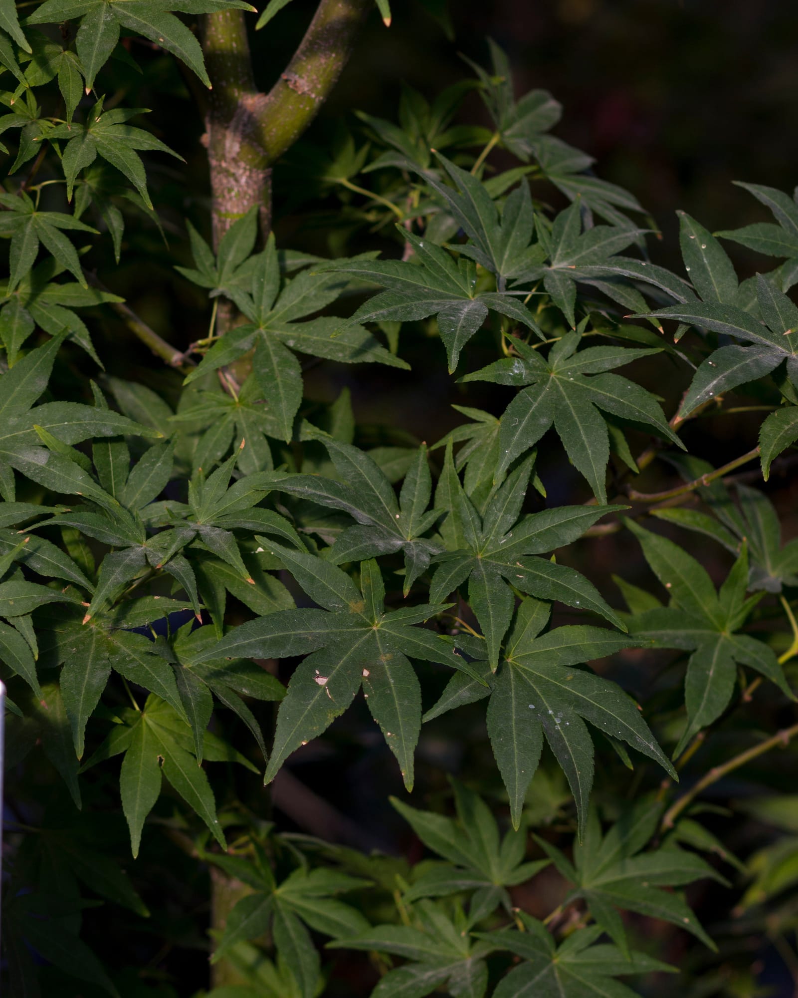 Ukigumo Japanese Maple