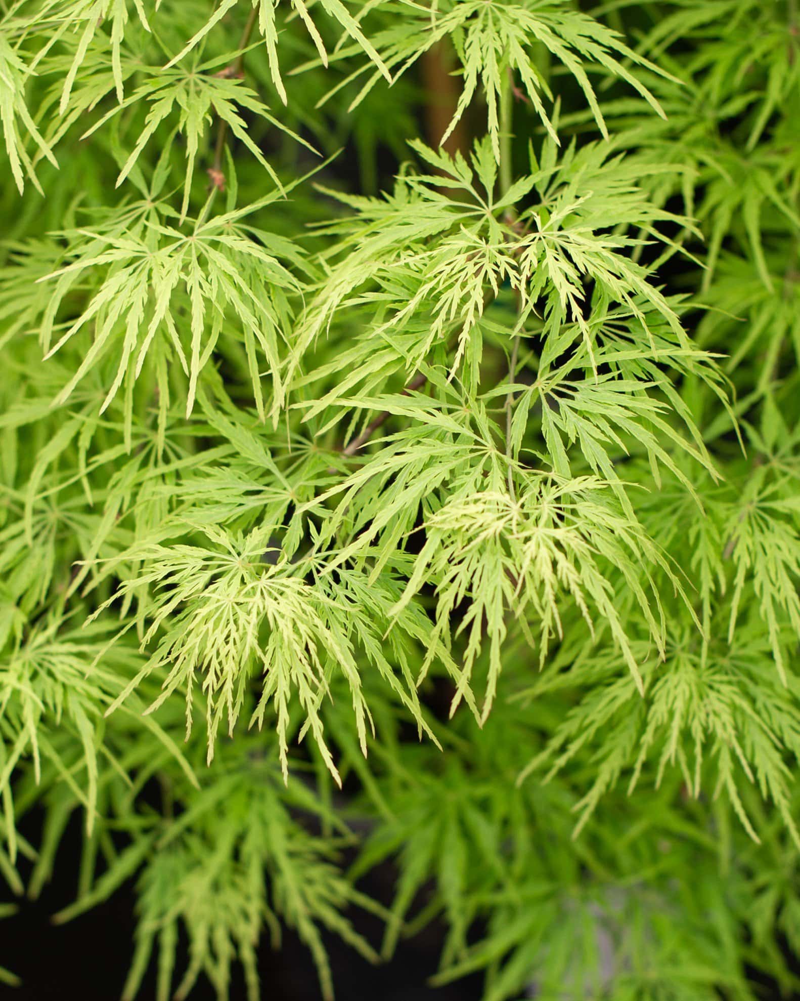 Viridis Japanese Maple - Main Image