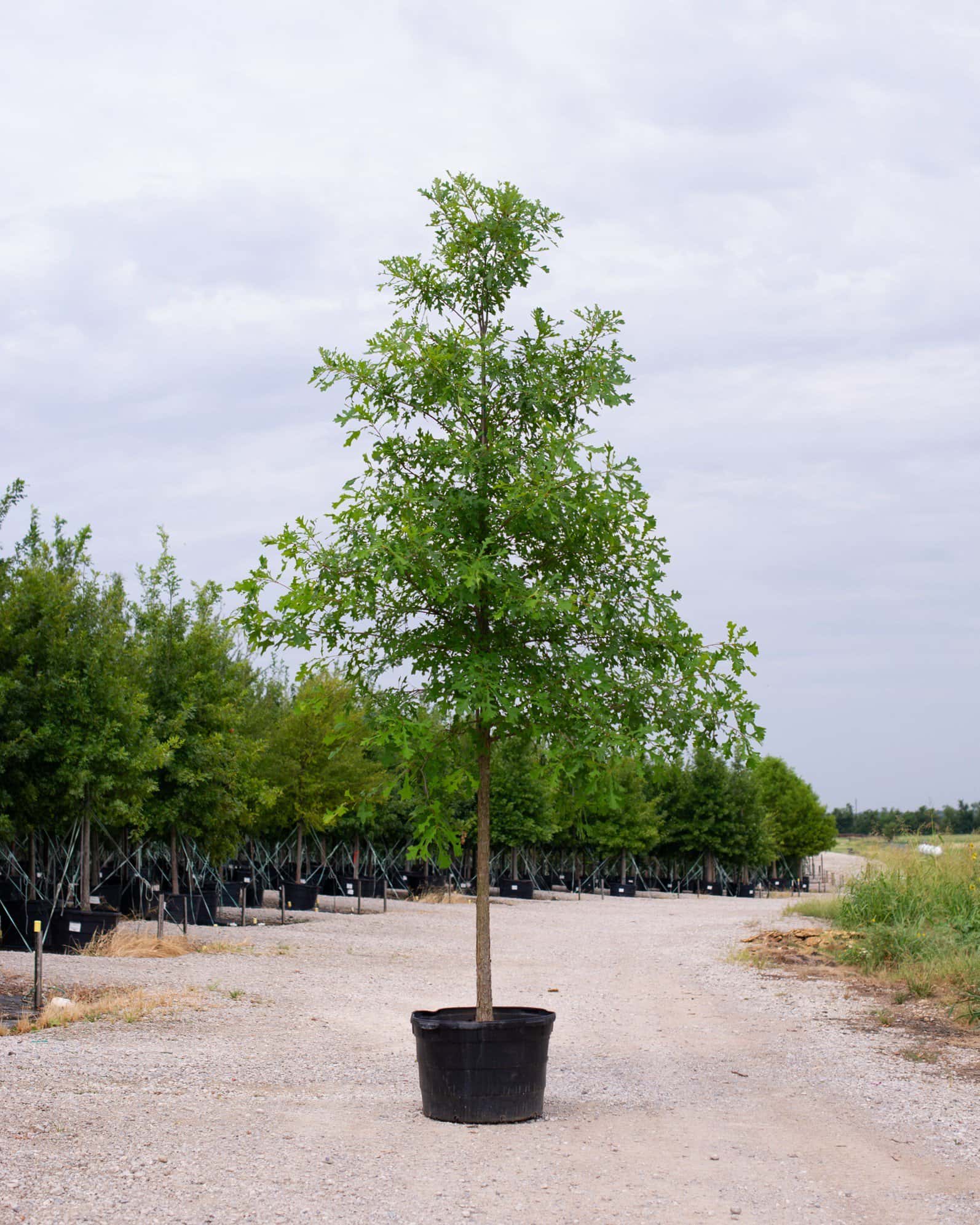 Overcup Oak - Main Image