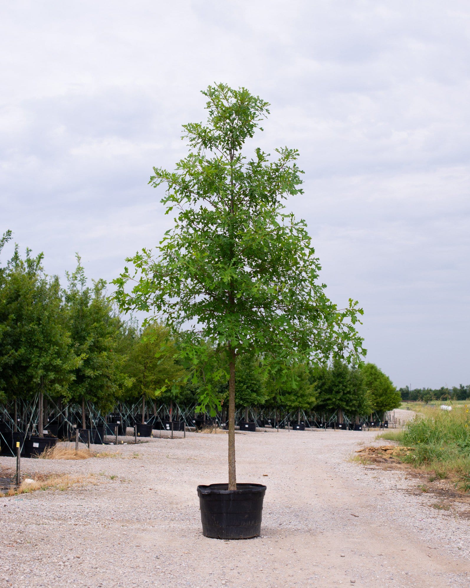 Overcup Oak